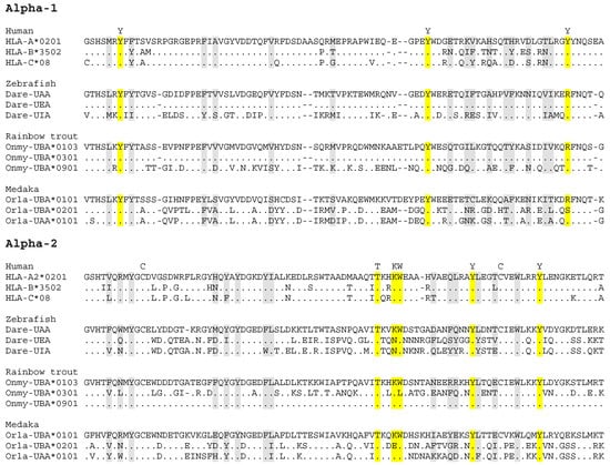 Cells Free Full Text Major Histocompatibility Complex Mhc Genes And Disease Resistance In Fish Html