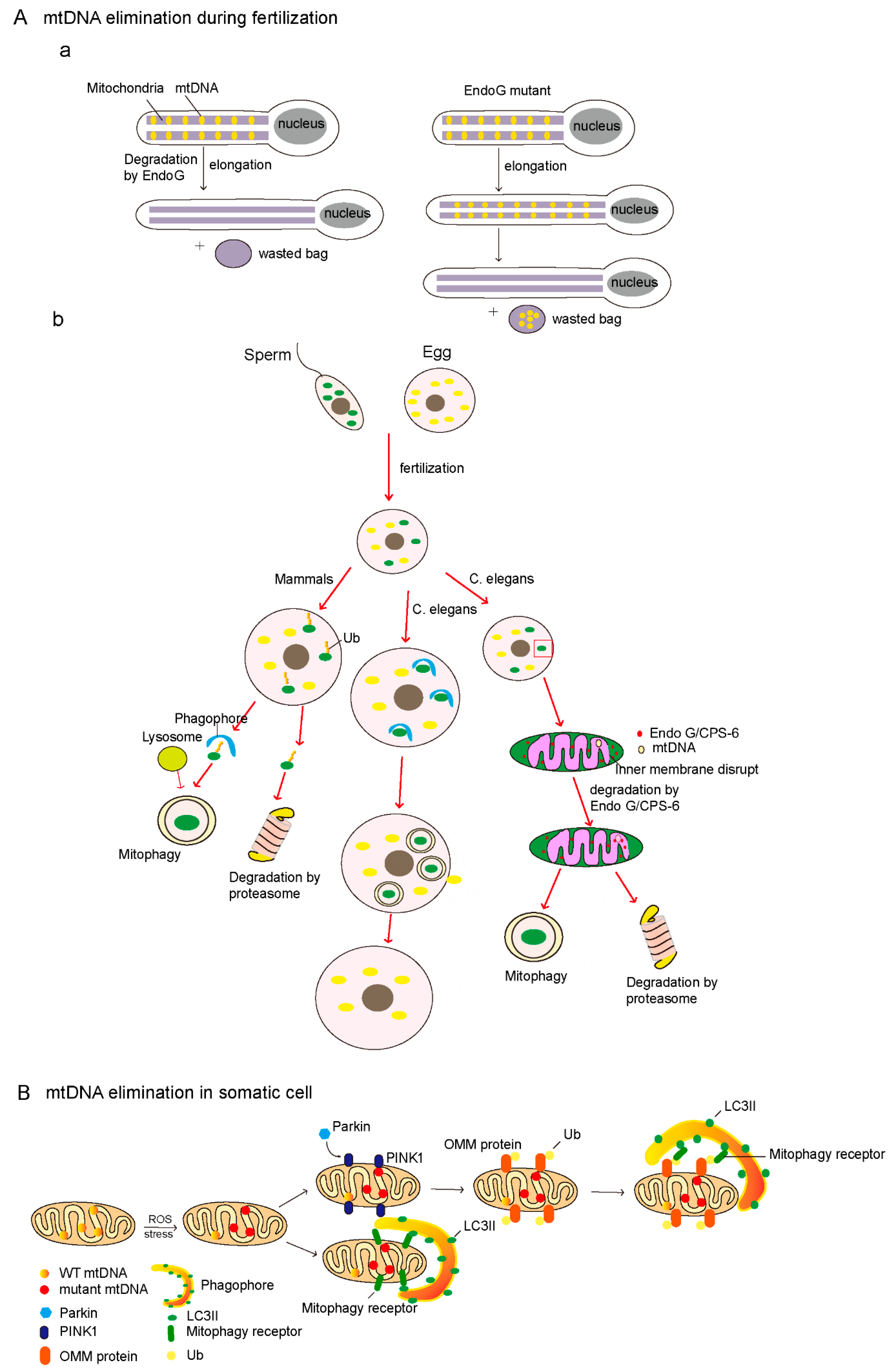Cells 08 00379 g002