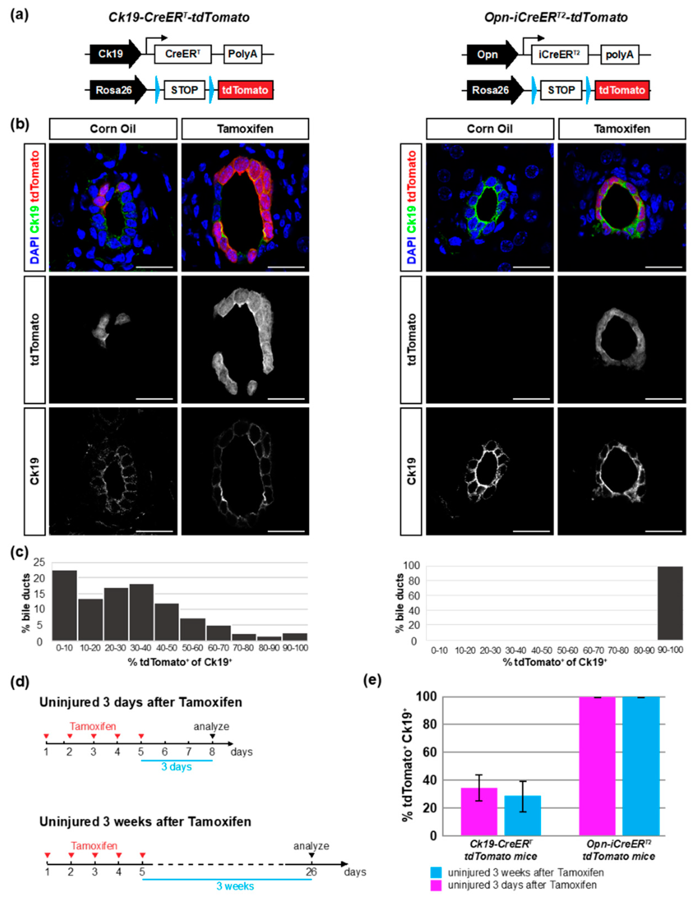 Cells 08 00380 g001