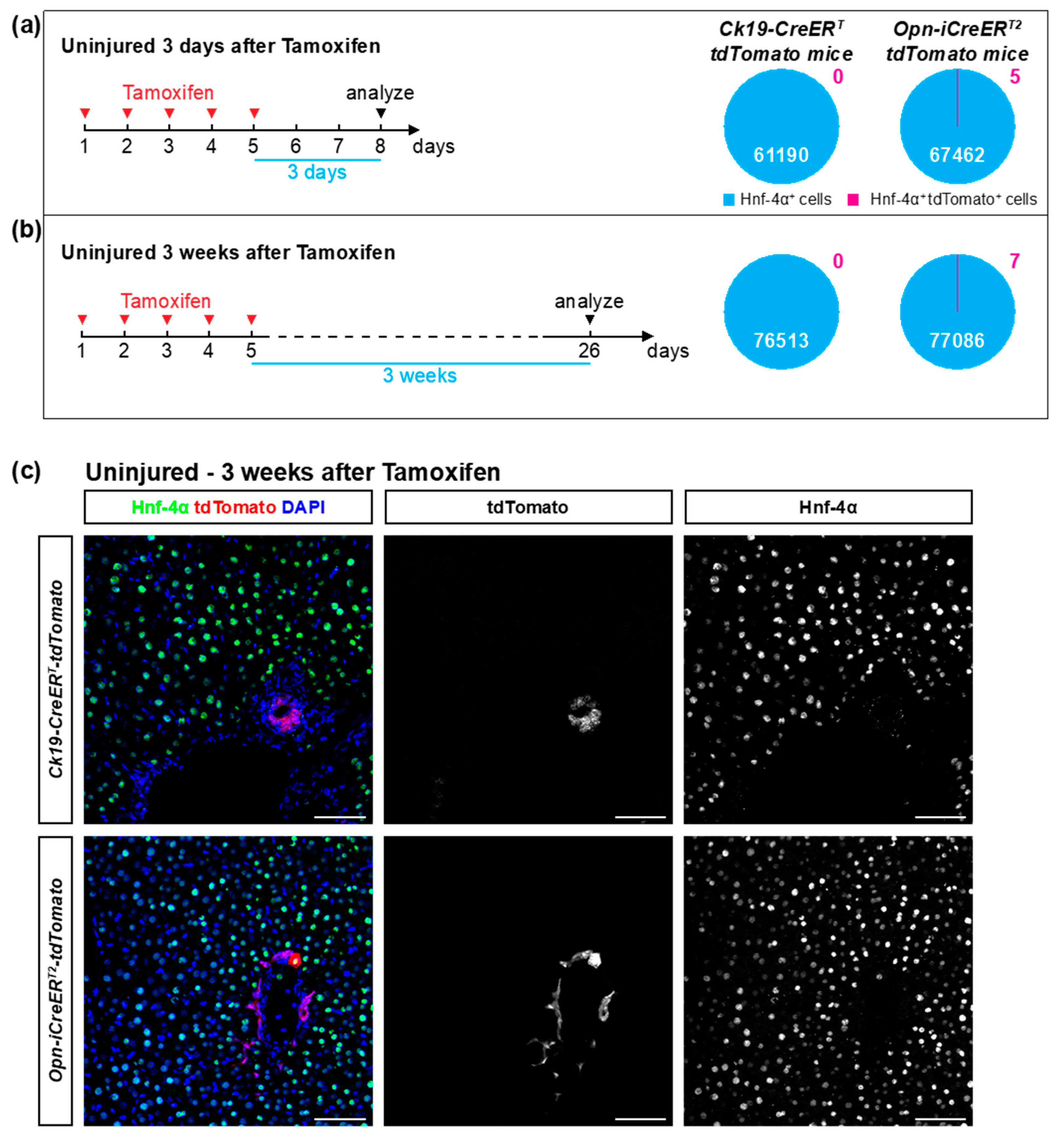Cells 08 00380 g002