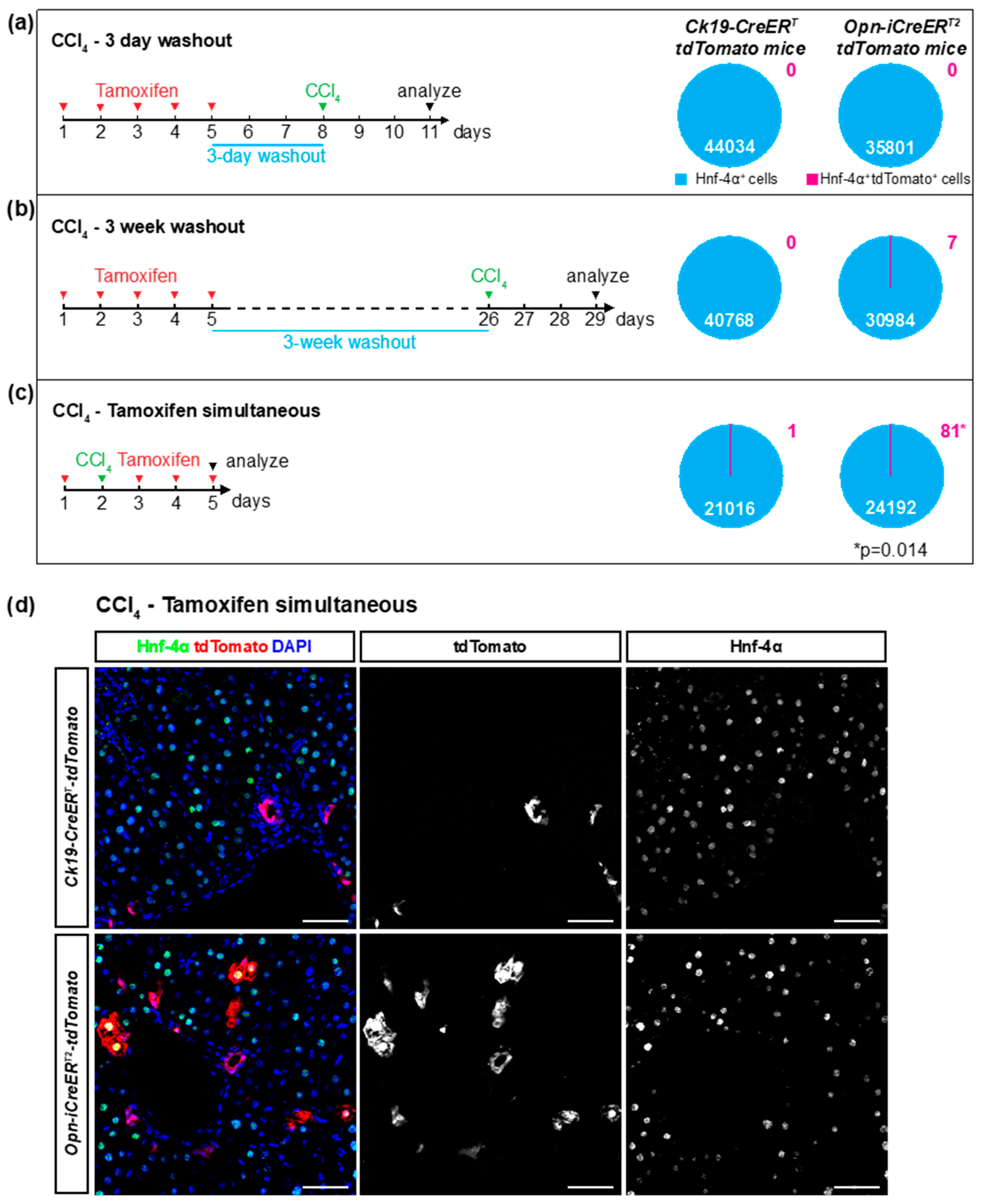 Cells 08 00380 g003