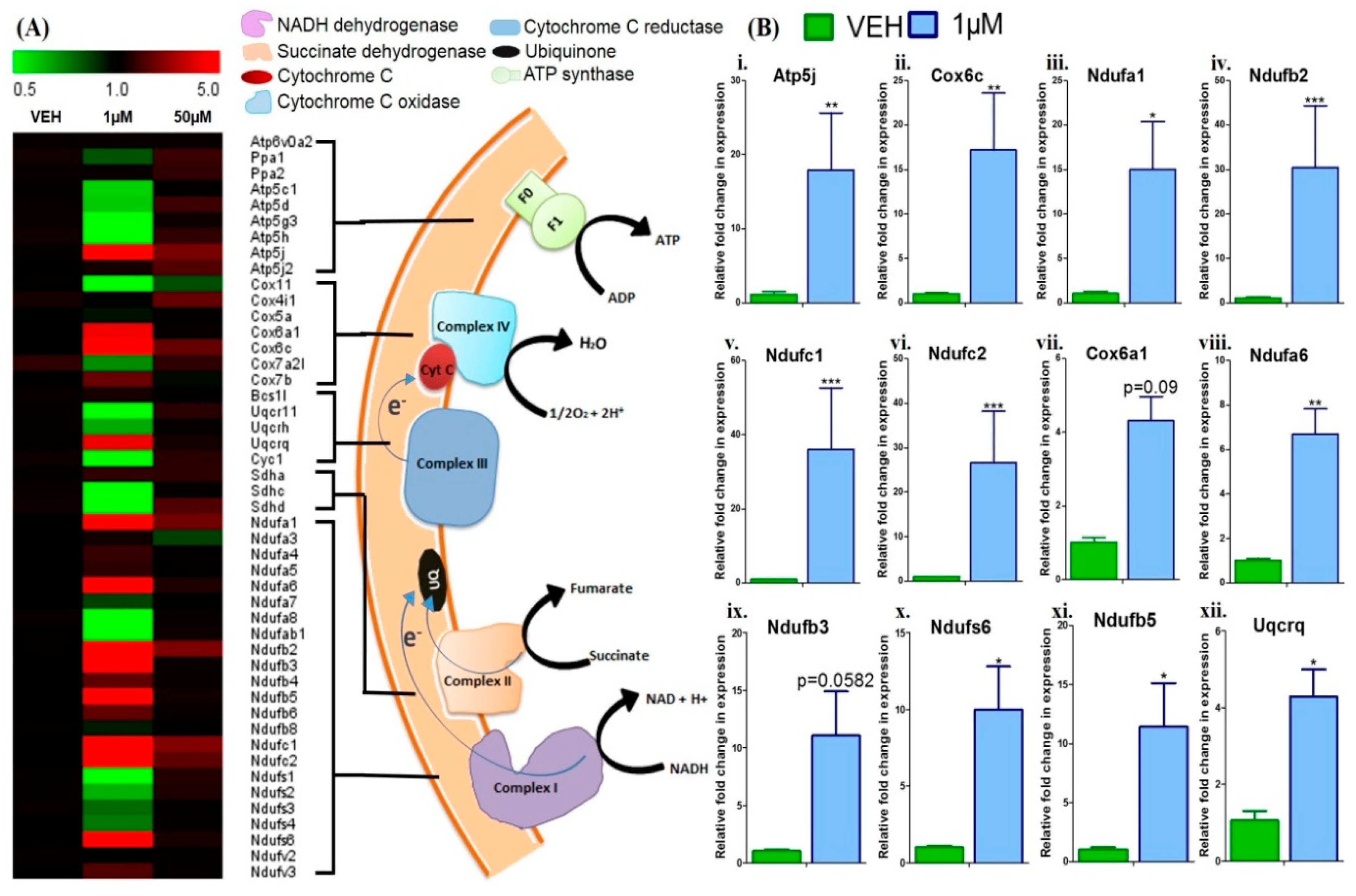 Cells 08 00383 g005