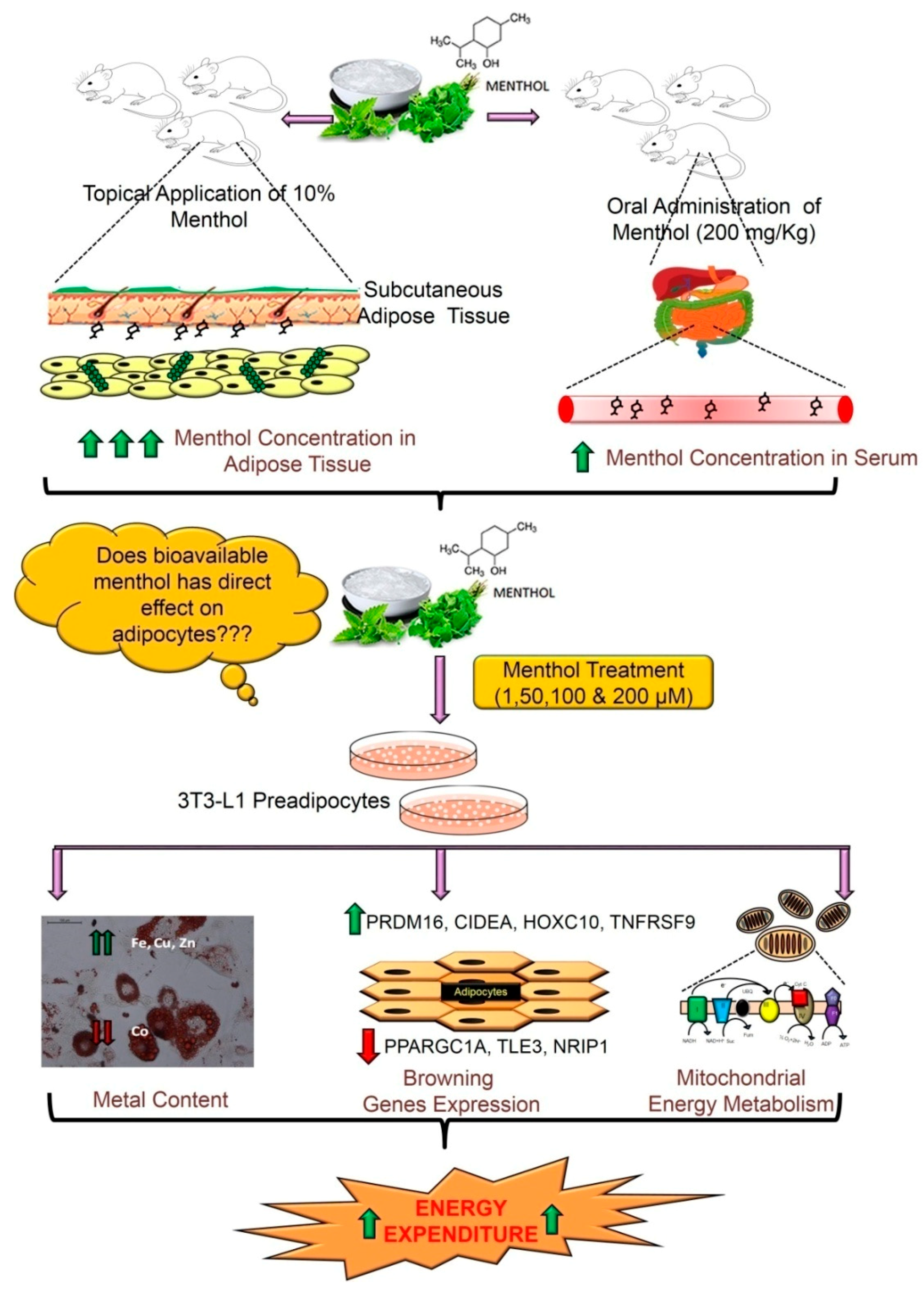 Cells 08 00383 g007