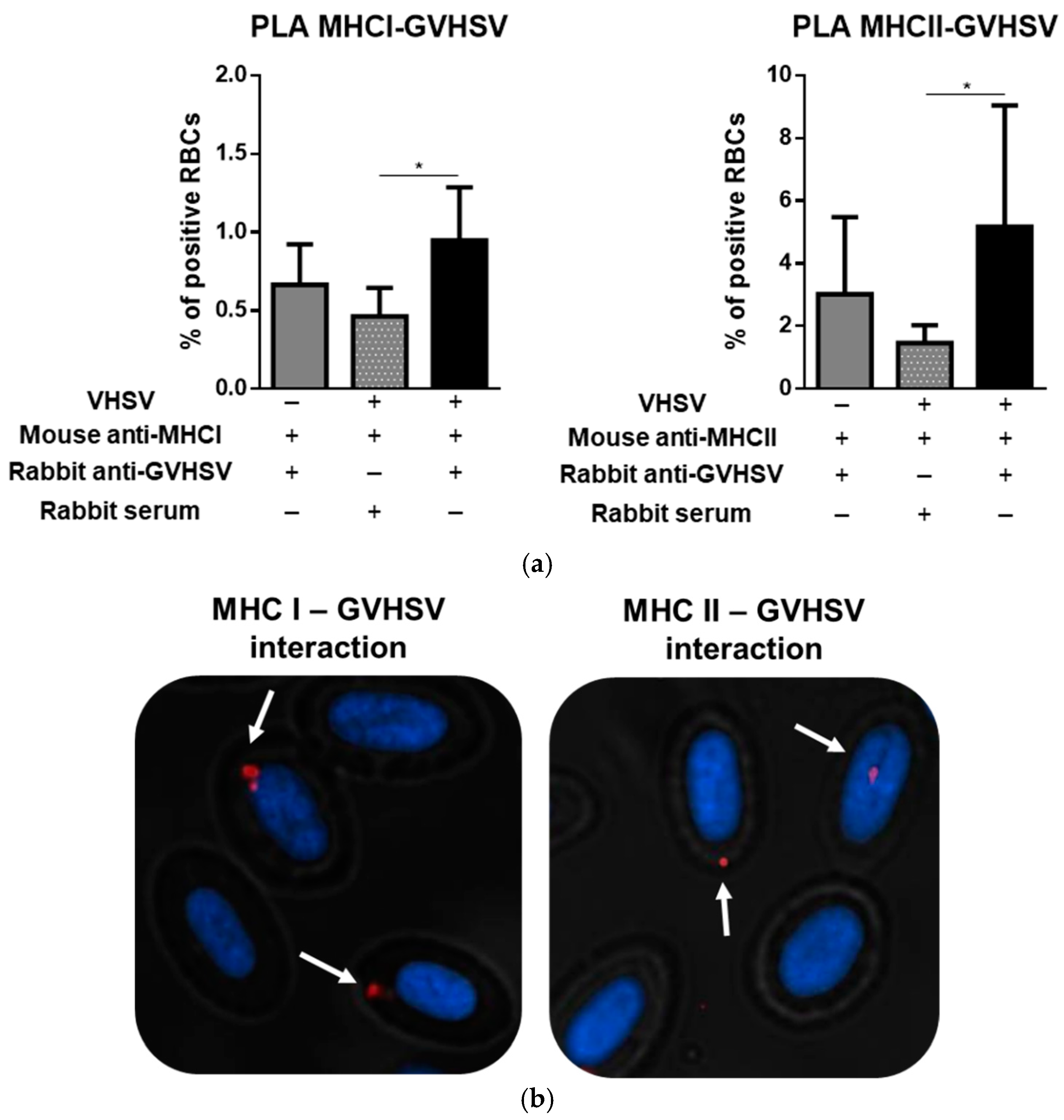 Cells 08 00386 g008 Cells 08 00386 g008