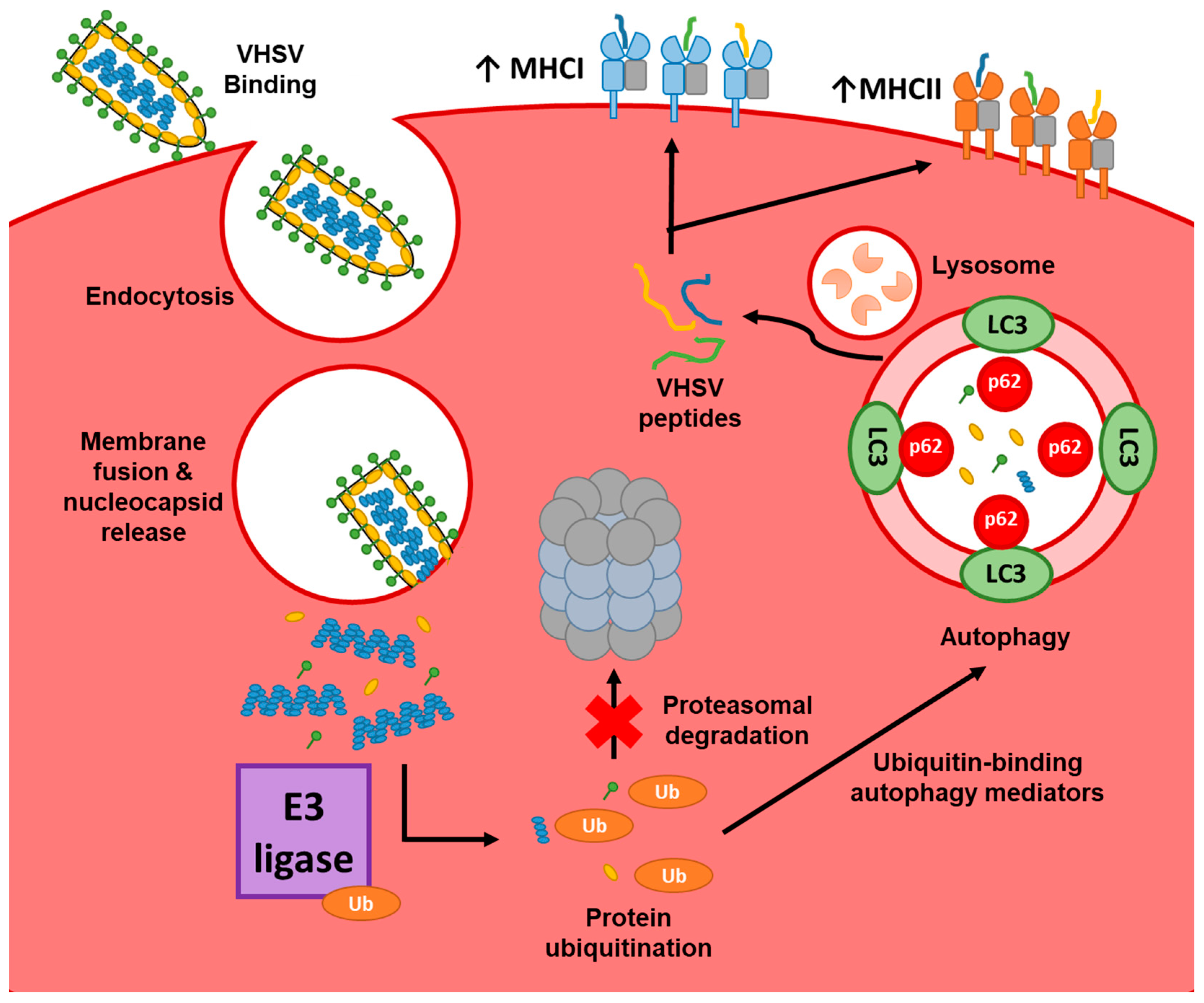 Cells 08 00386 g009 Cells 08 00386 g009