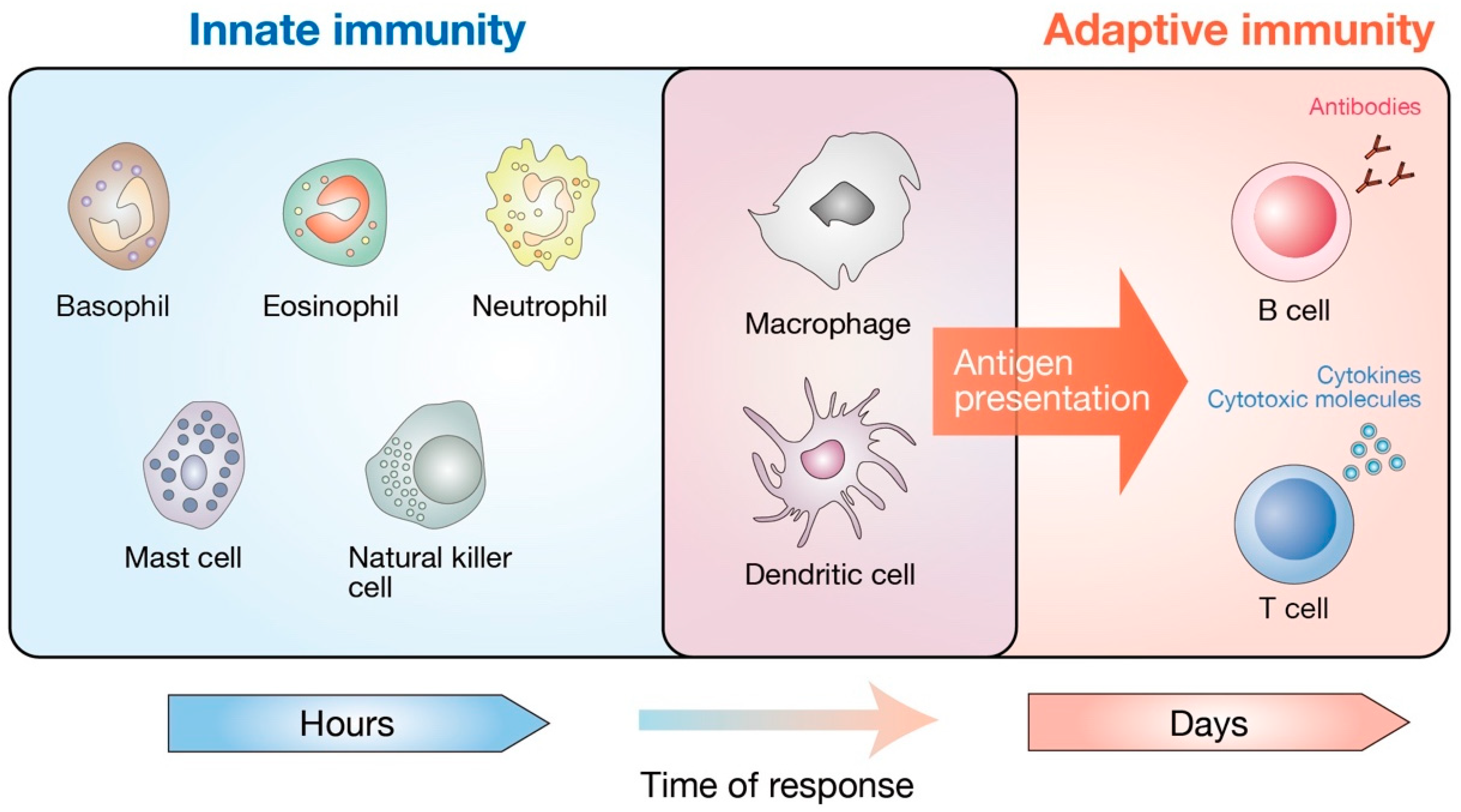 The mammalian immune system consists of two distinct parts, innate and adap...