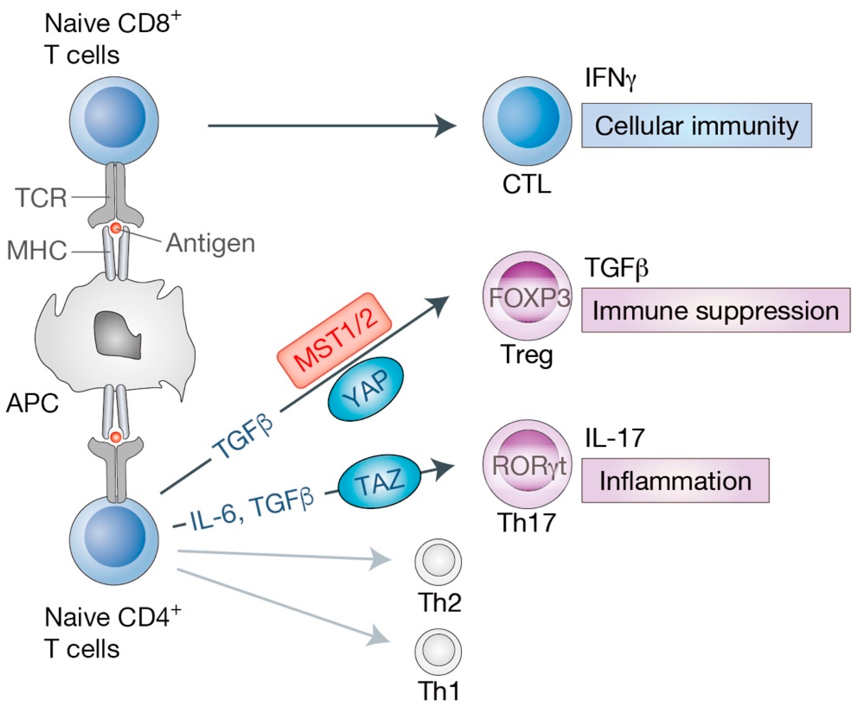 Cells 08 00398 g004