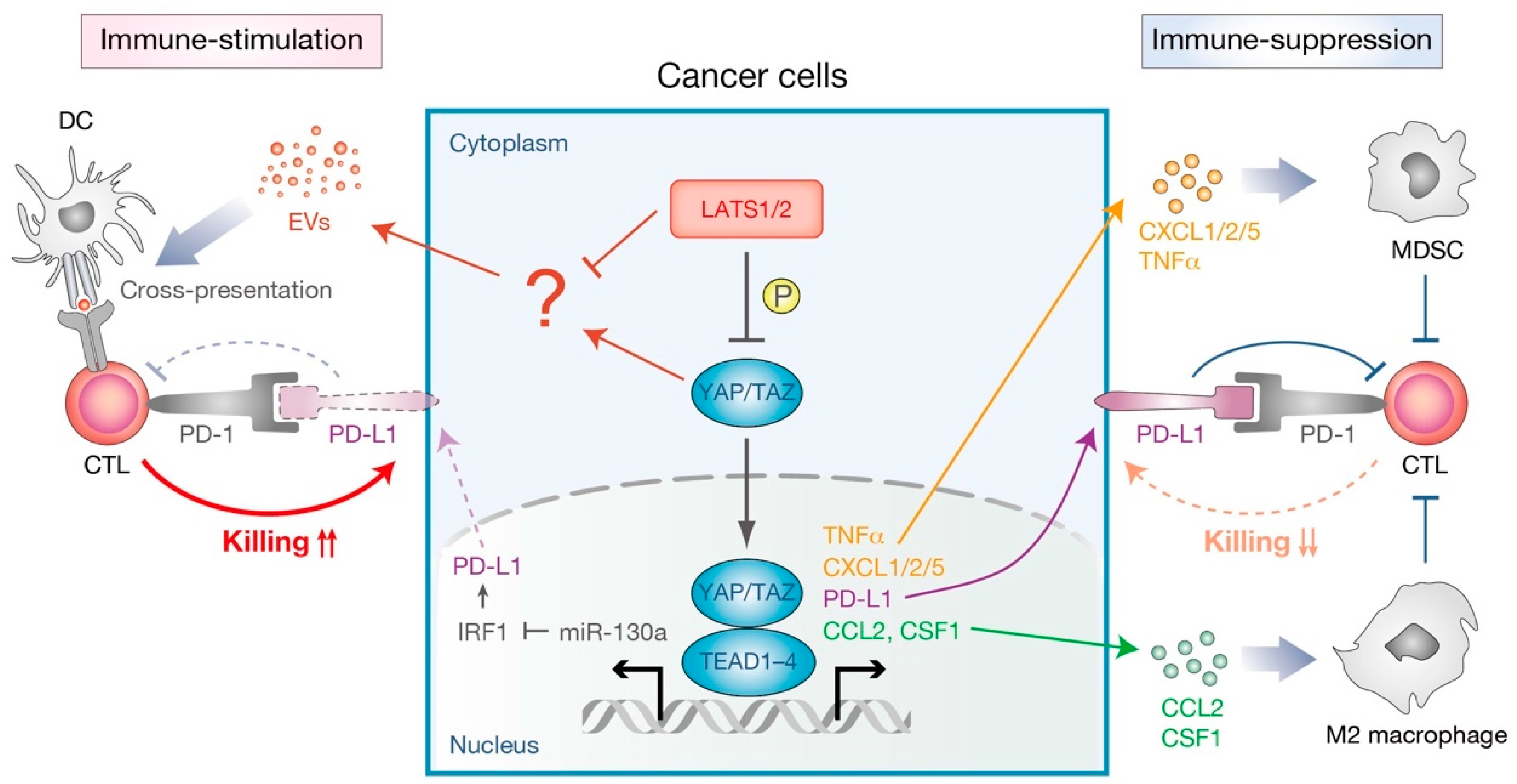 Cells 08 00398 g005
