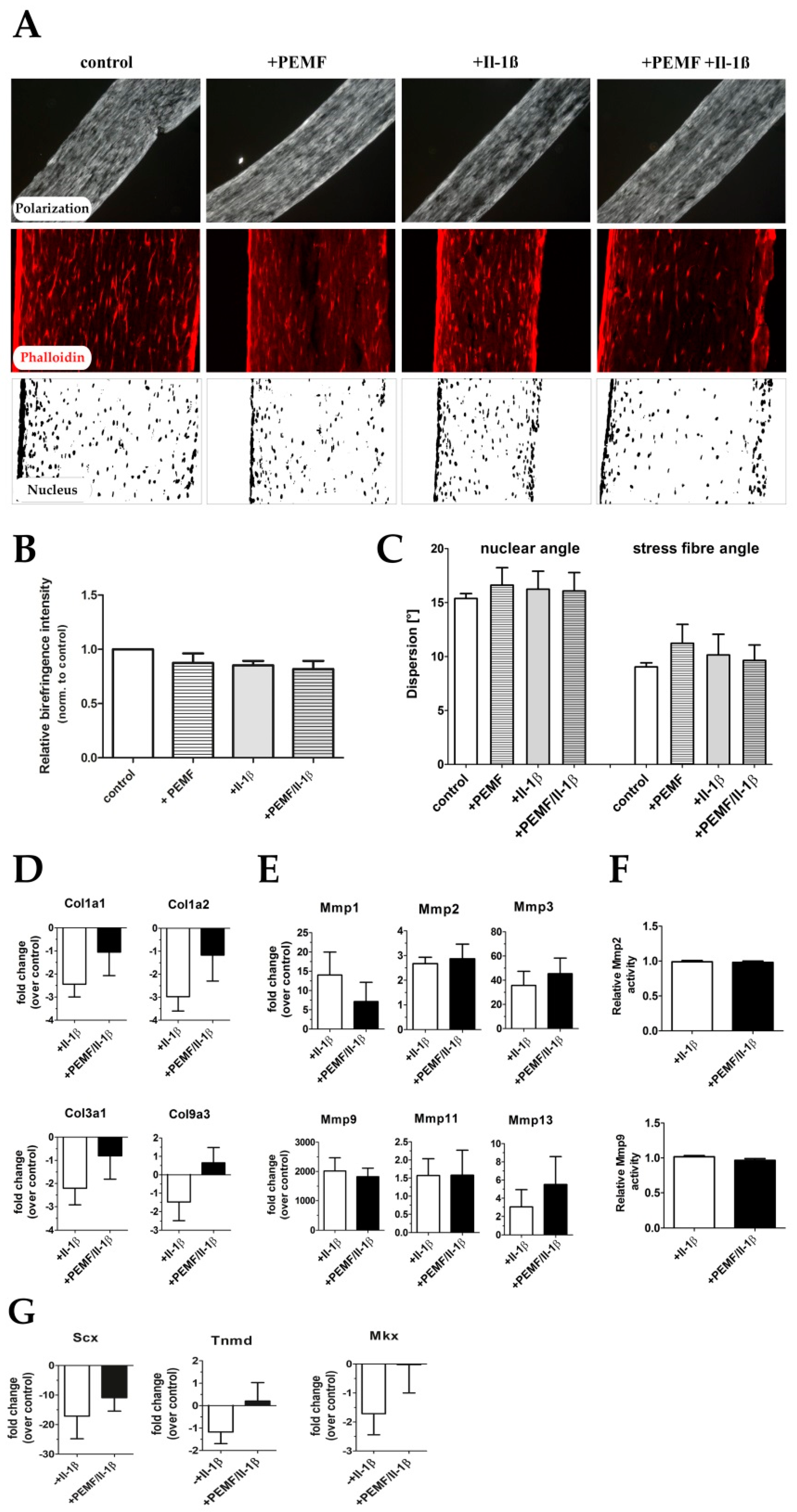Cells 08 00399 g007