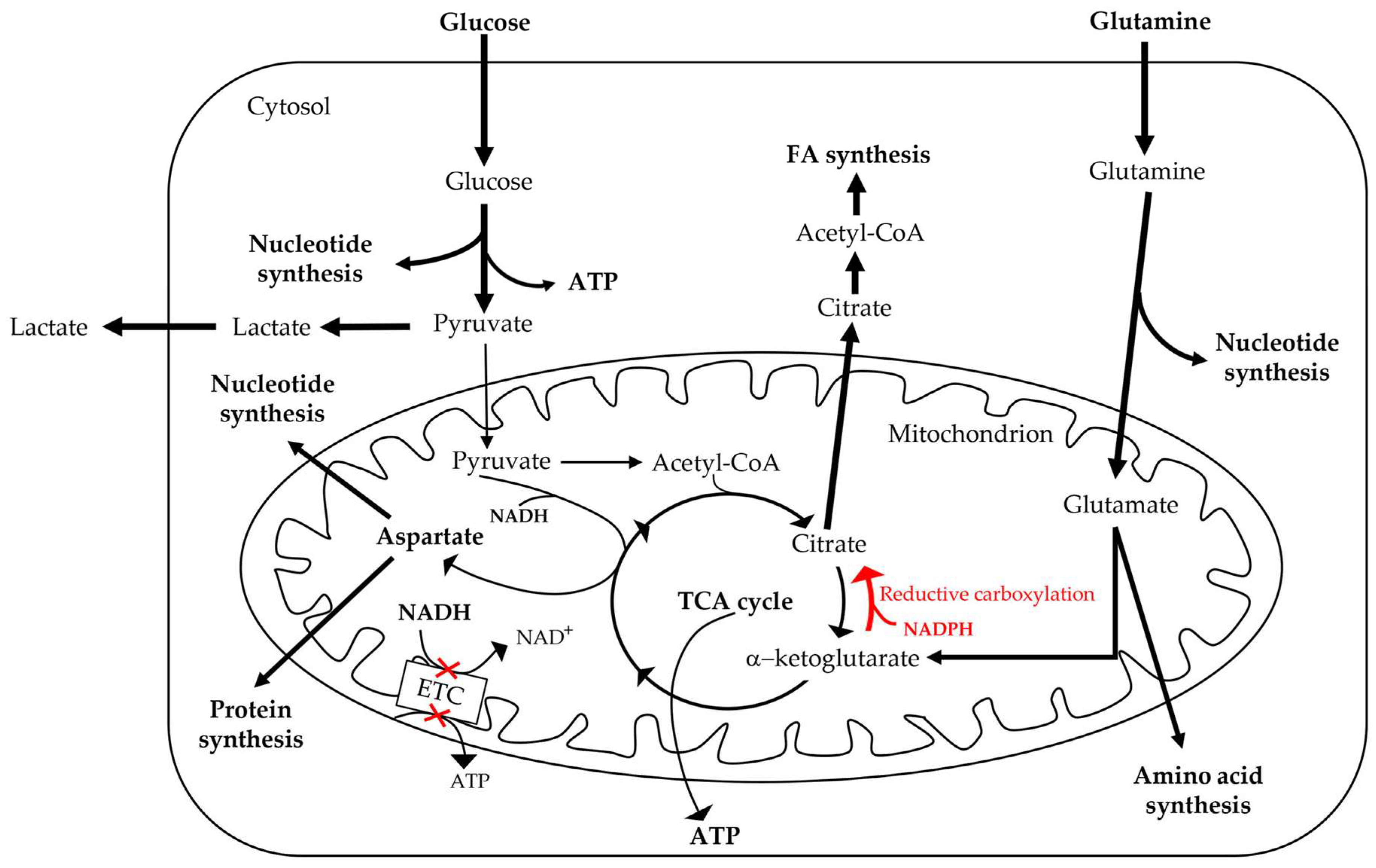 Cells 08 00401 g004