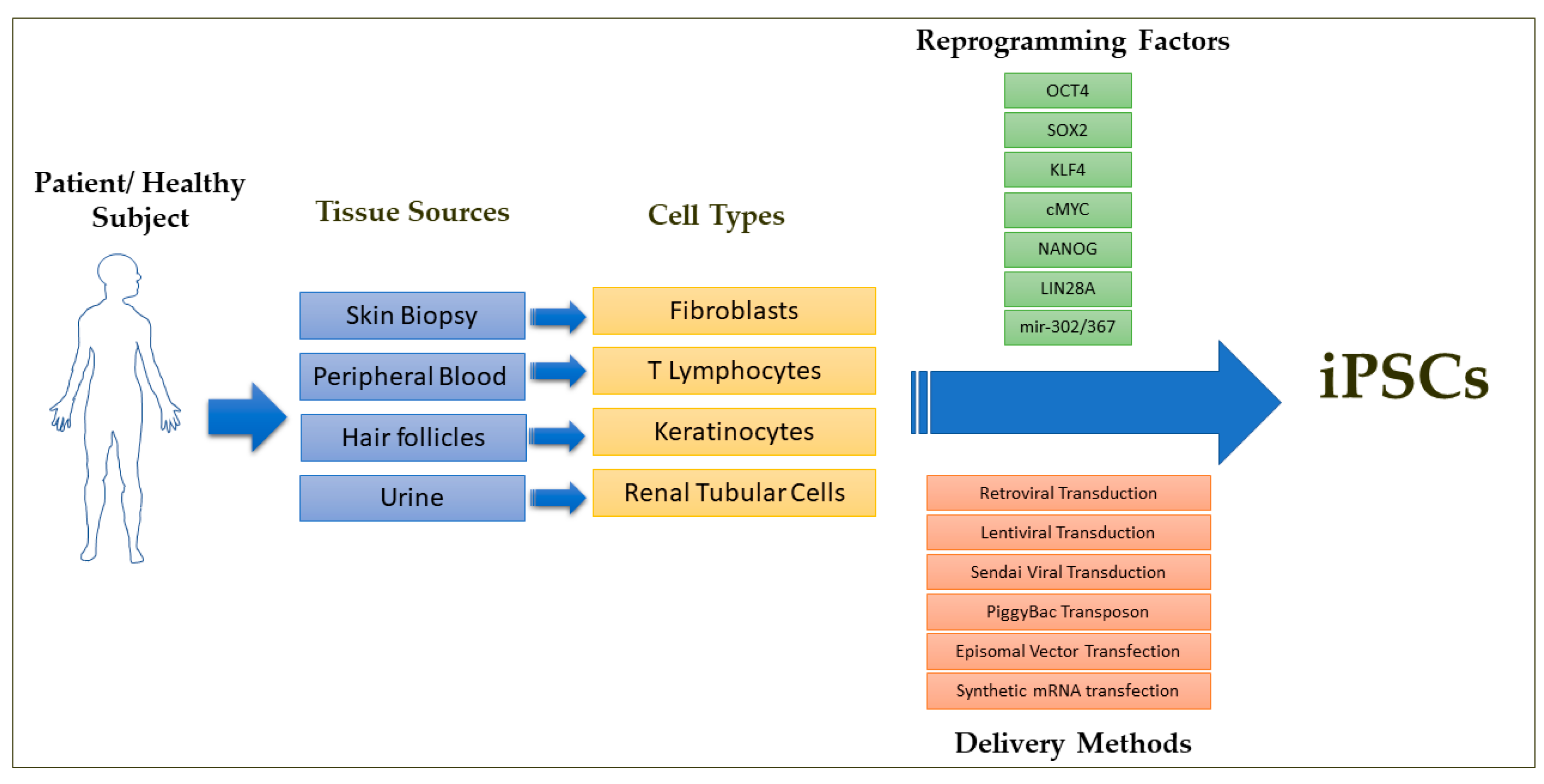 Cells Free Full Text Current Challenges Of Ipsc Based - 