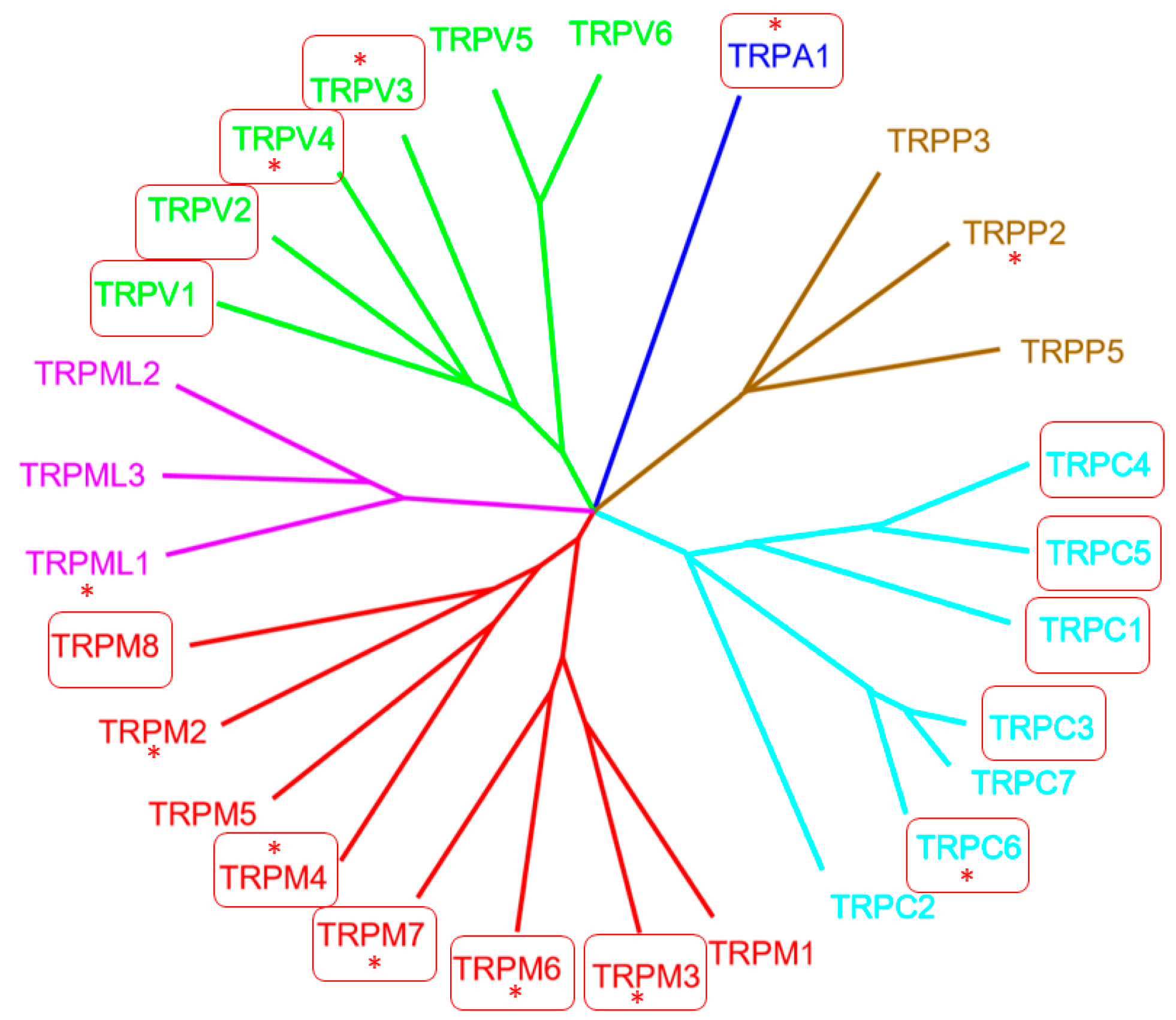 Cells Free FullText Transient Receptor Potential (TRP) Channels in Health and Disease