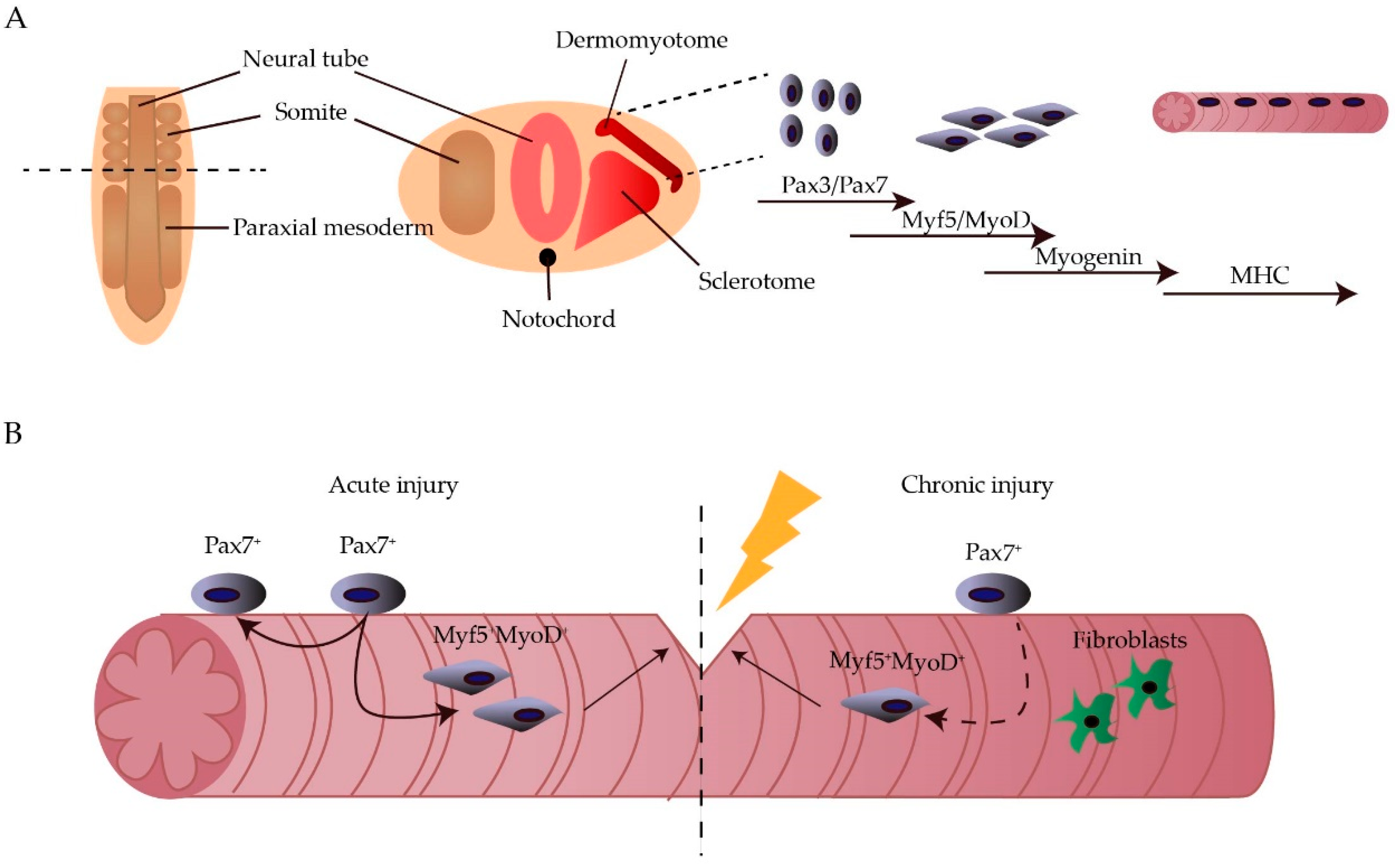 Cells 08 00429 g001