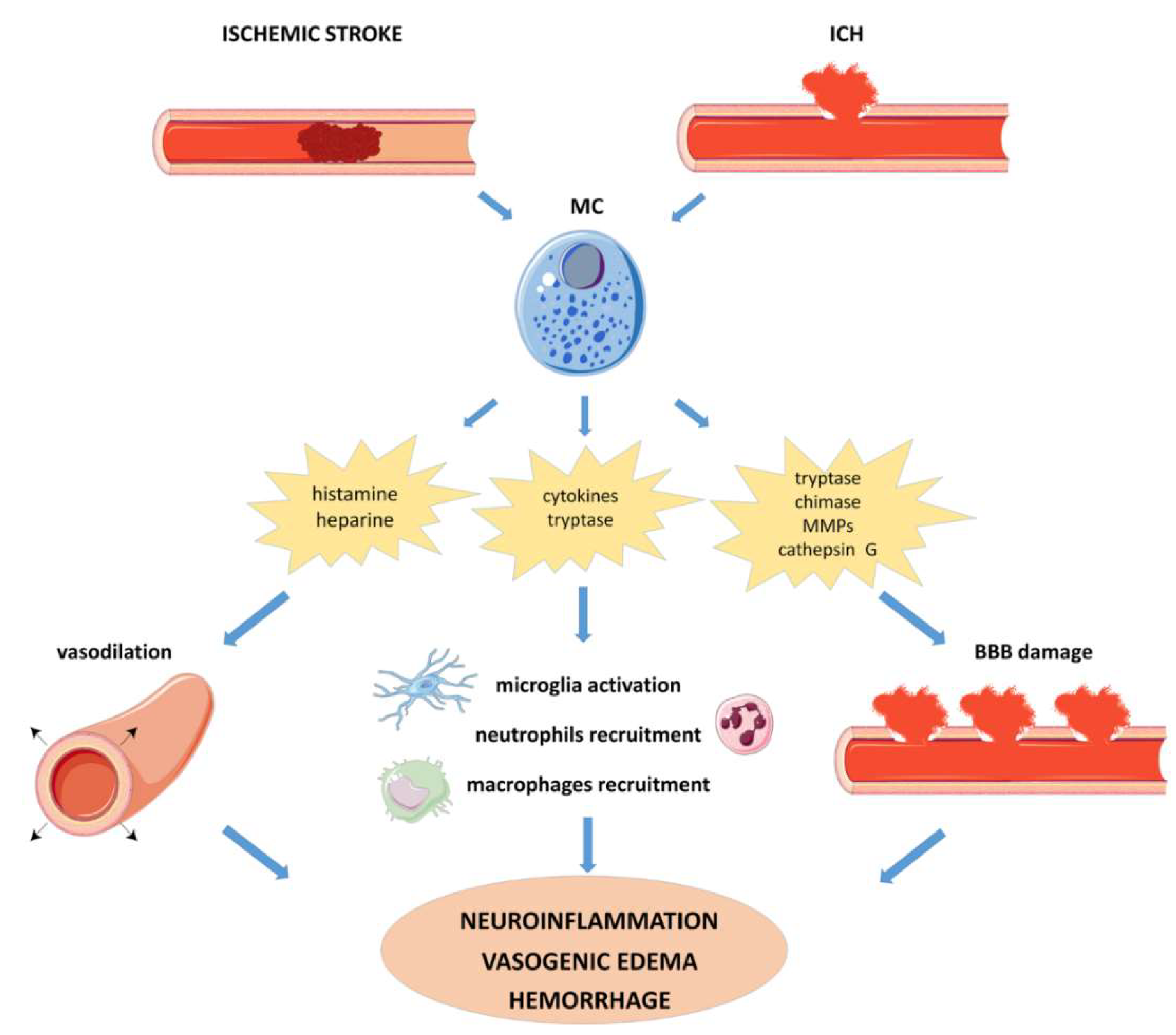 Cells Free FullText The Role of Mast Cells in Stroke HTML