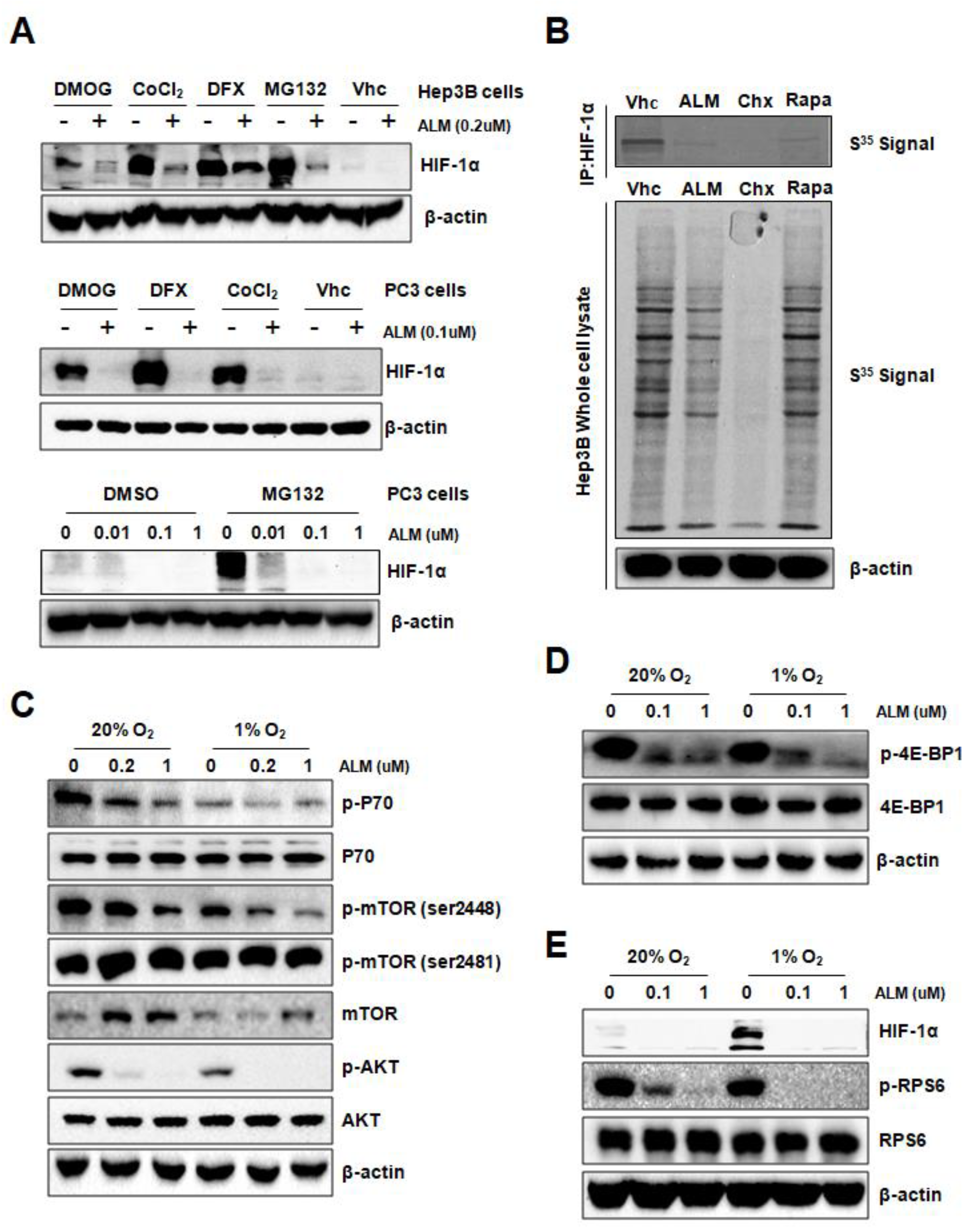 Cells 08 00439 g002 Cells 08 00439 g002