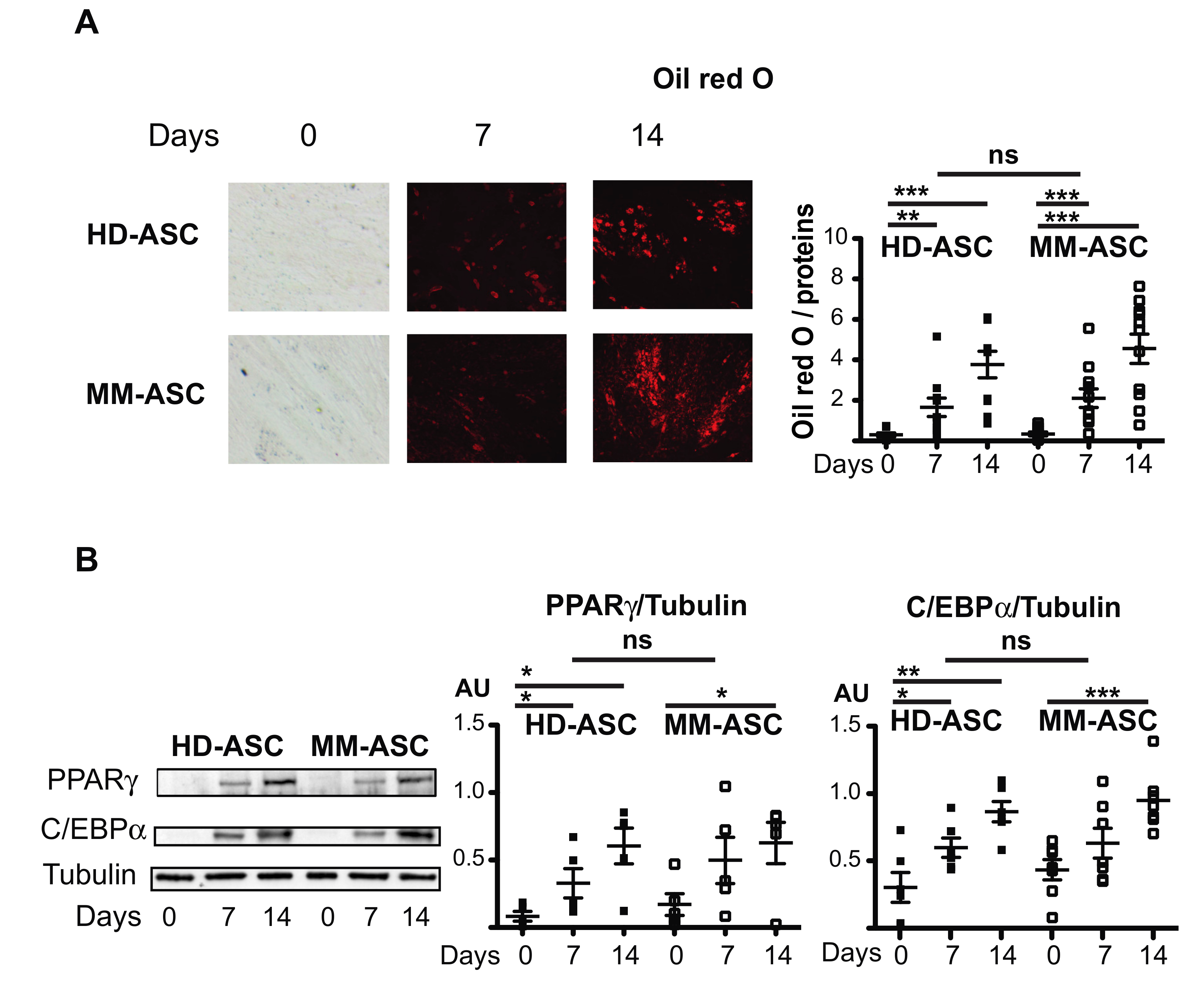 Cells 08 00441 g002 Cells 08 00441 g002