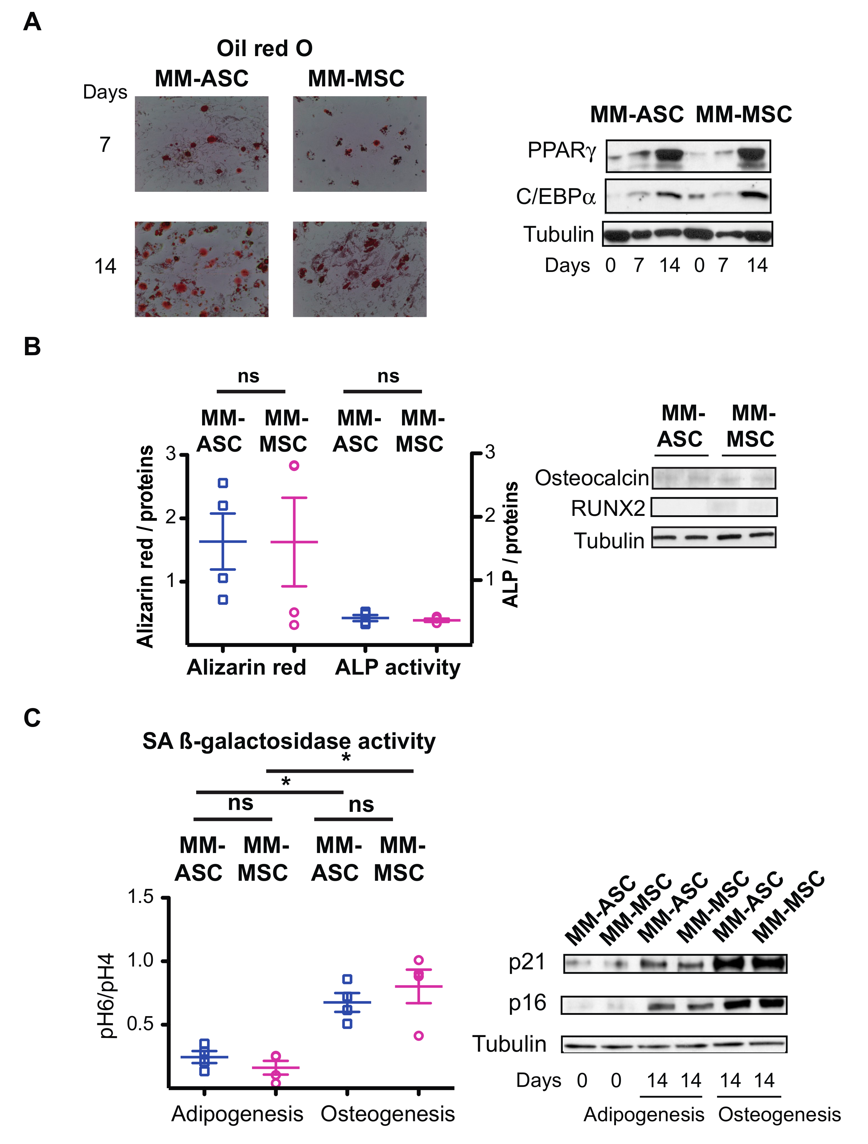 Cells 08 00441 g005 Cells 08 00441 g005