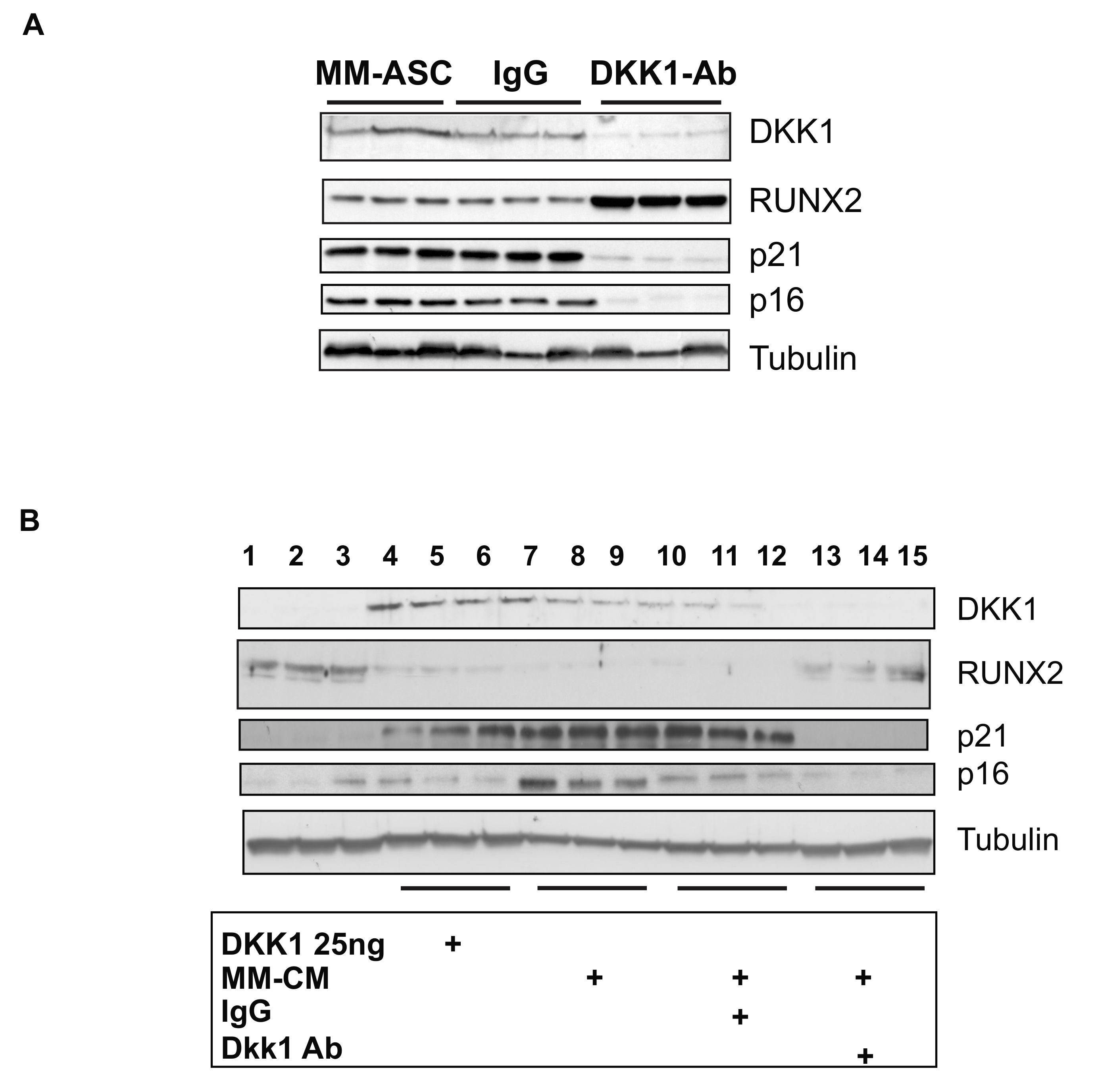 Cells 08 00441 g006 Cells 08 00441 g006