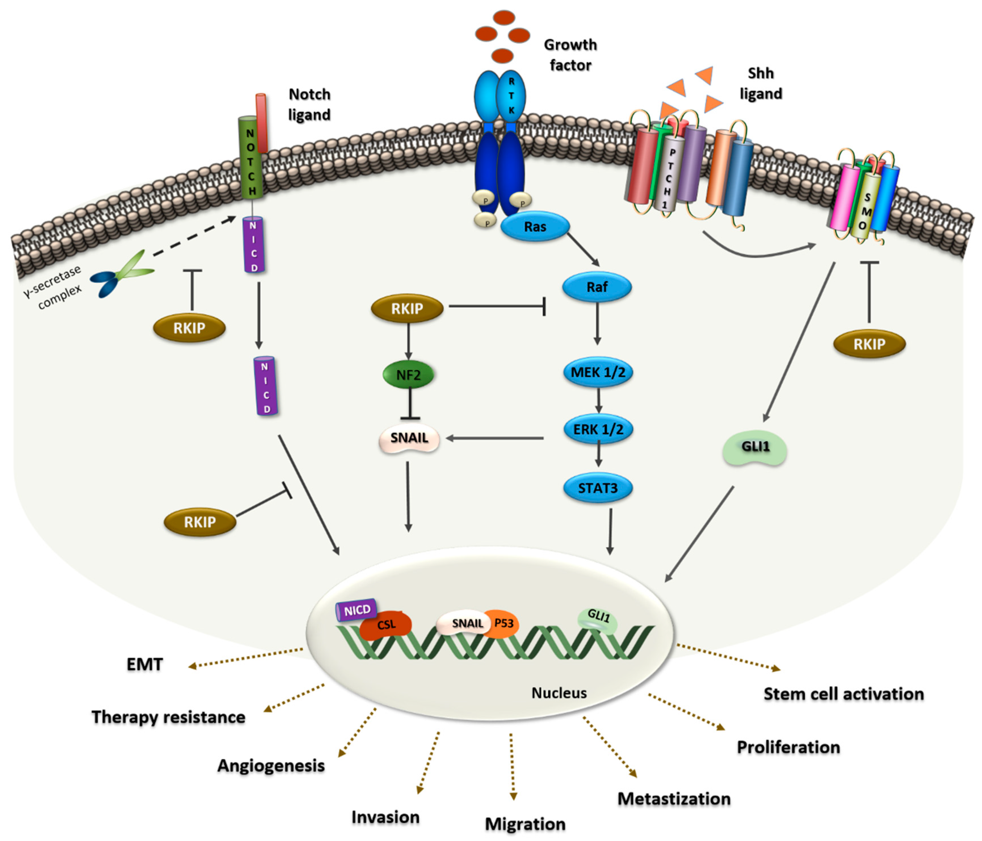 Cells 08 00442 g001 Cells 08 00442 g001