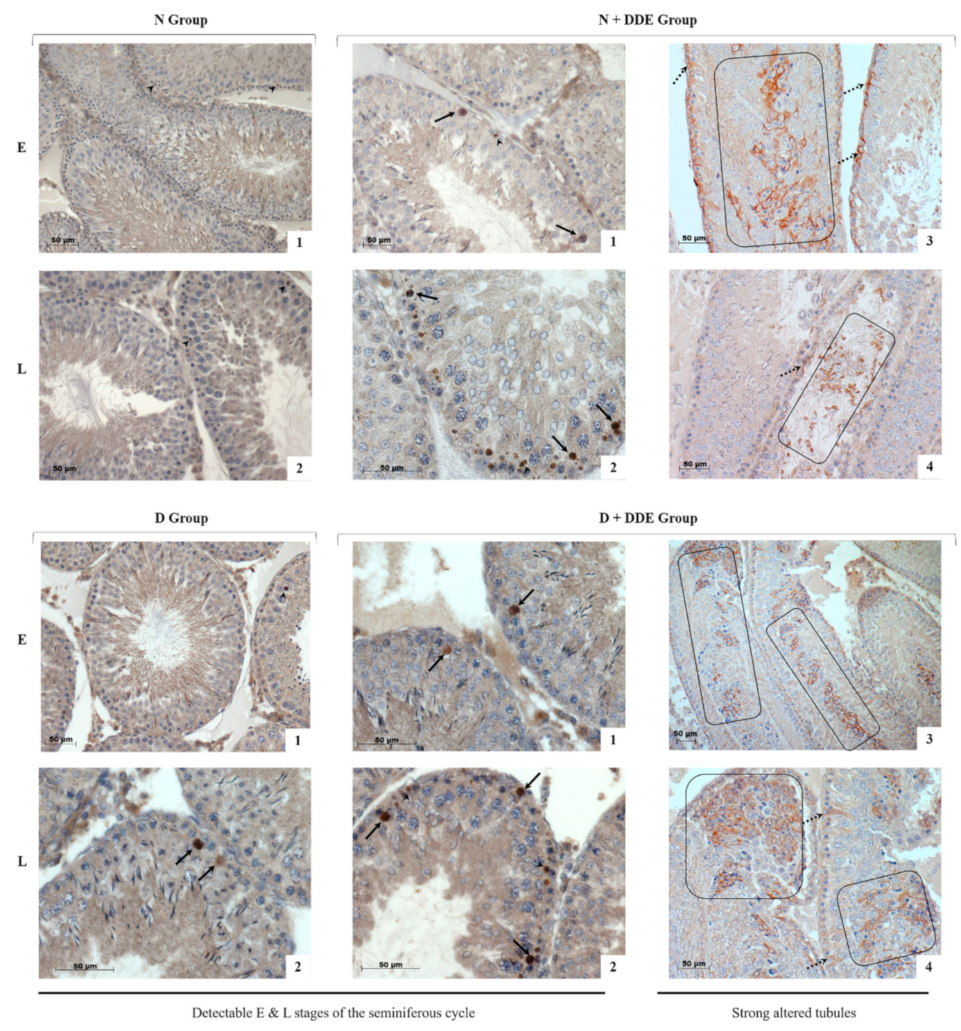 Cells 08 00443 g004 Cells 08 00443 g004