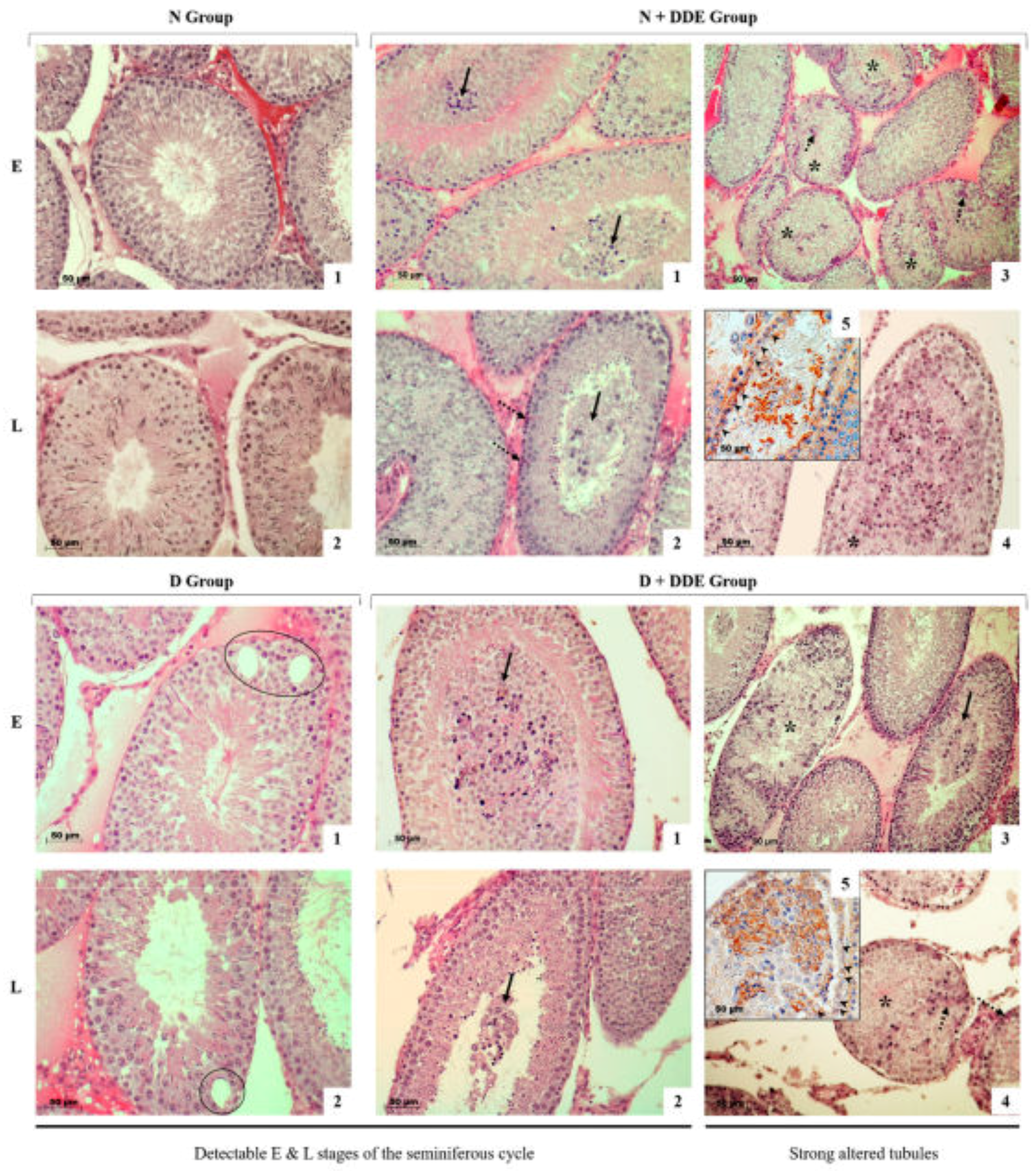 Cells 08 00443 g007 Cells 08 00443 g007
