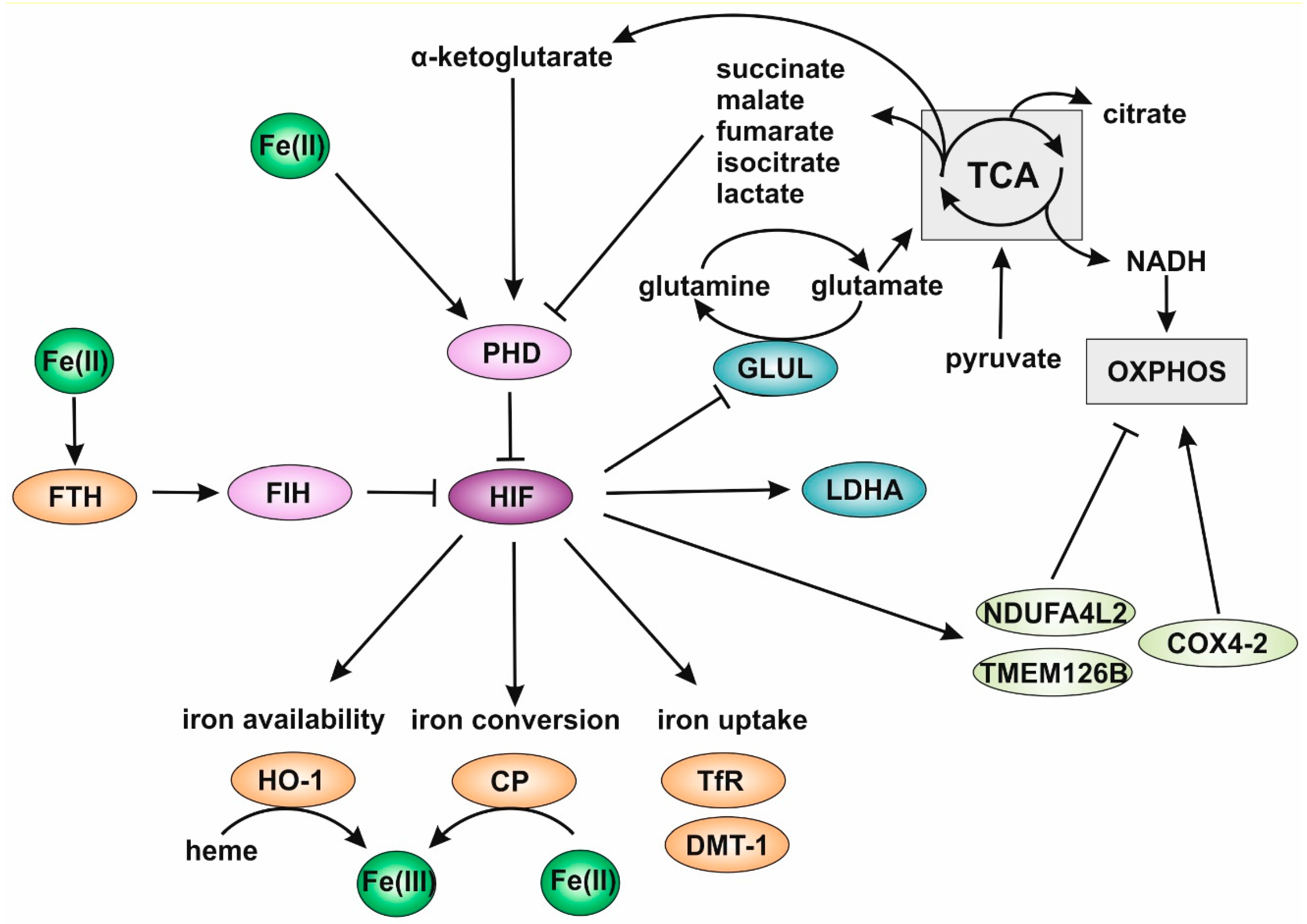 Cells 08 00445 g001 Cells 08 00445 g001
