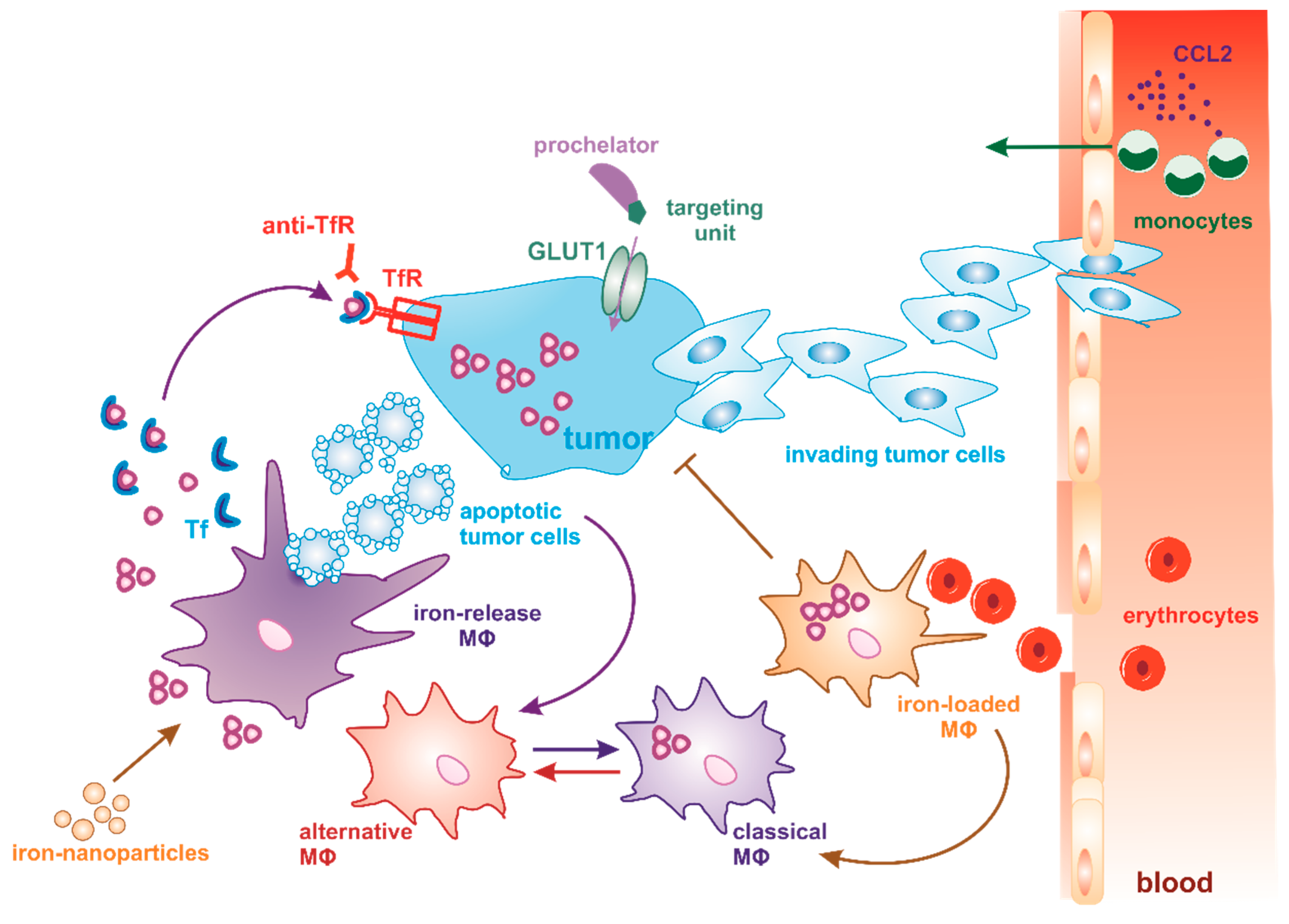 Cells 08 00445 g002 Cells 08 00445 g002