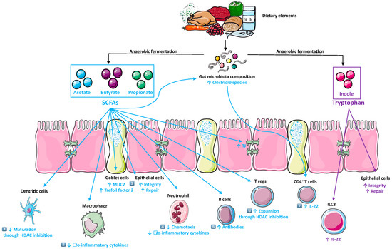 microbiota cells protein diet metabolite disease gut receptor sensing metabolites inflammatory receptors bowel coupled axis connect figure