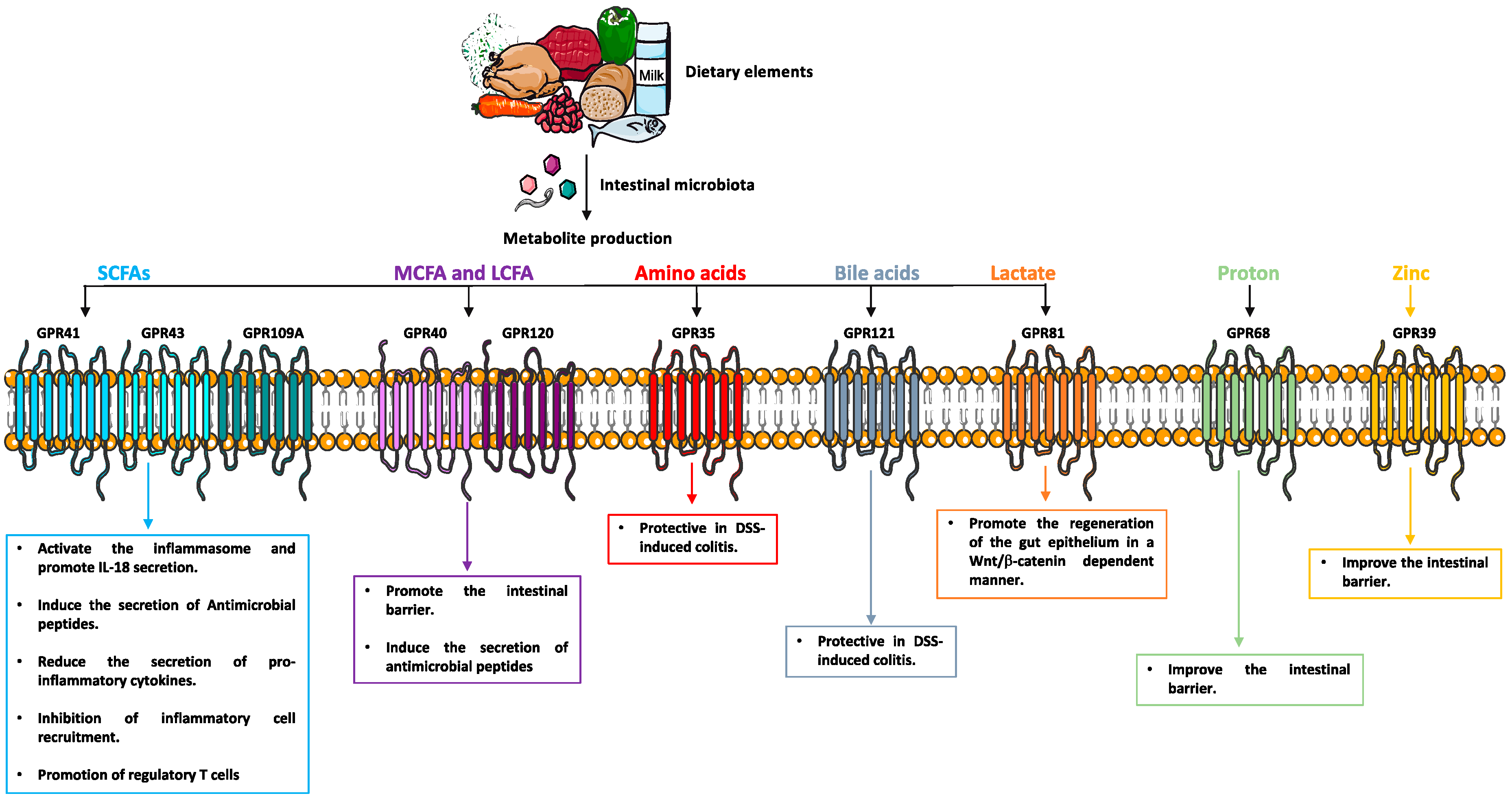Cells 08 00450 g002 Cells 08 00450 g002