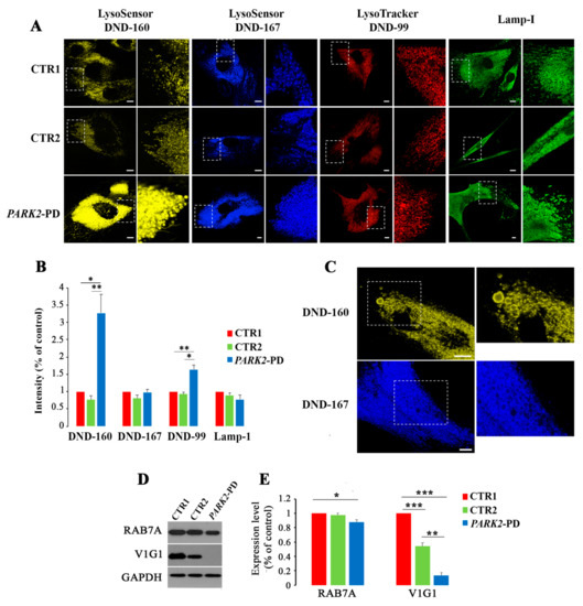 Cells | Free Full-Text | Synergistic Effect of Mitochondrial and