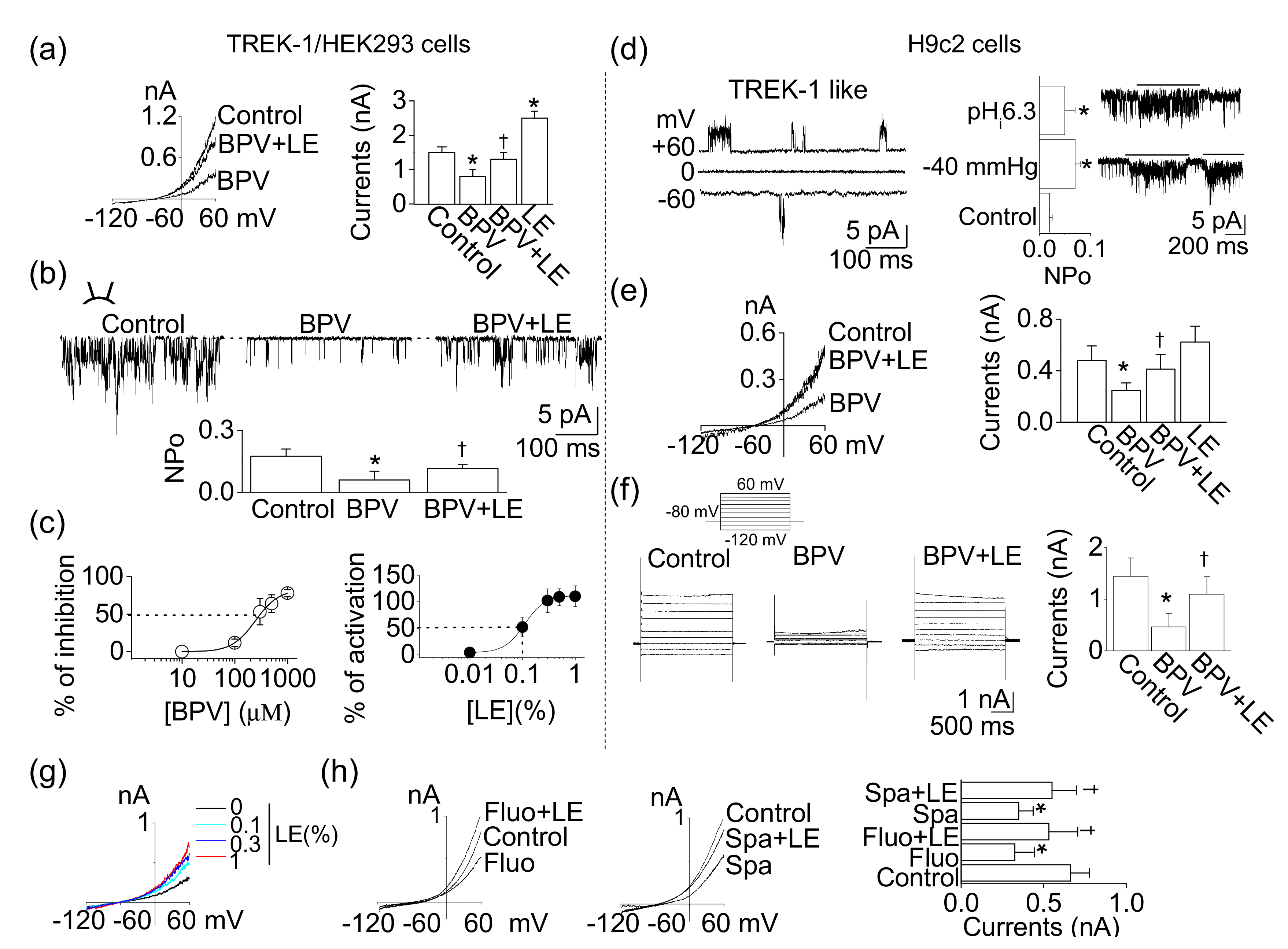 Cells 08 00454 g004 550