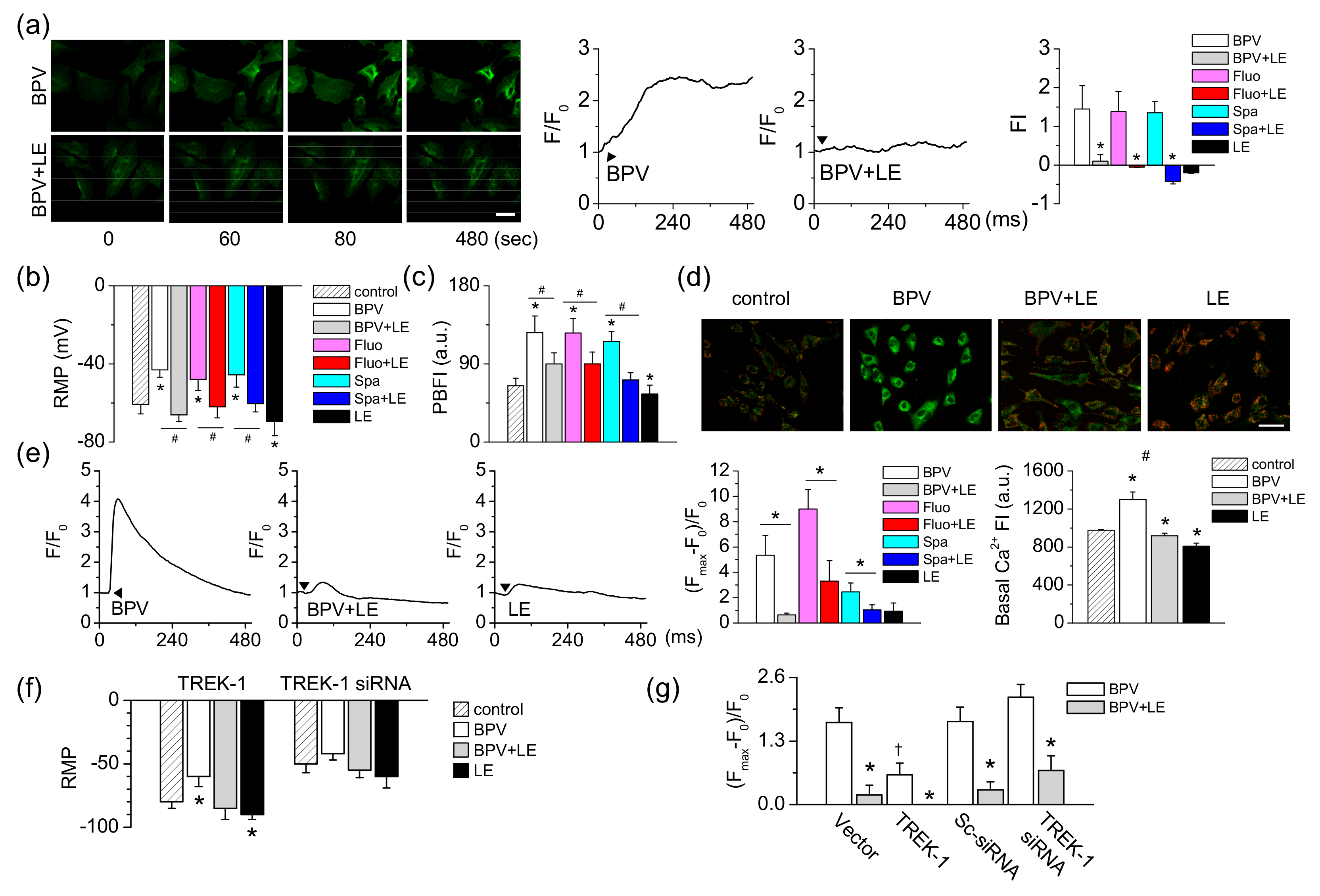 Cells 08 00454 g006 550