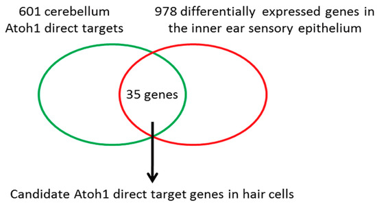 A Critical E-box in Barhl1 3′ Enhancer Is Essential for