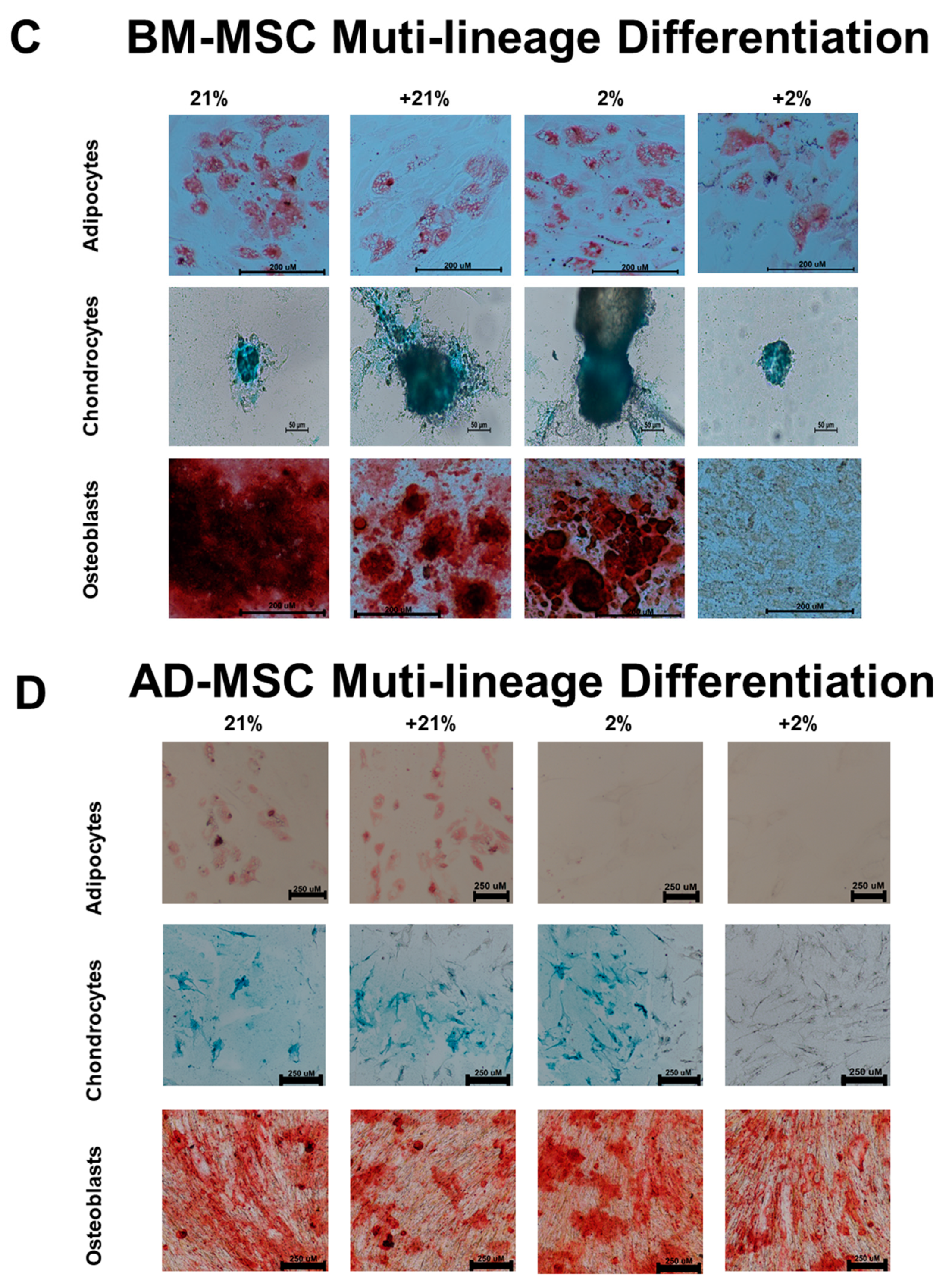Cells 08 00462 g001b 550