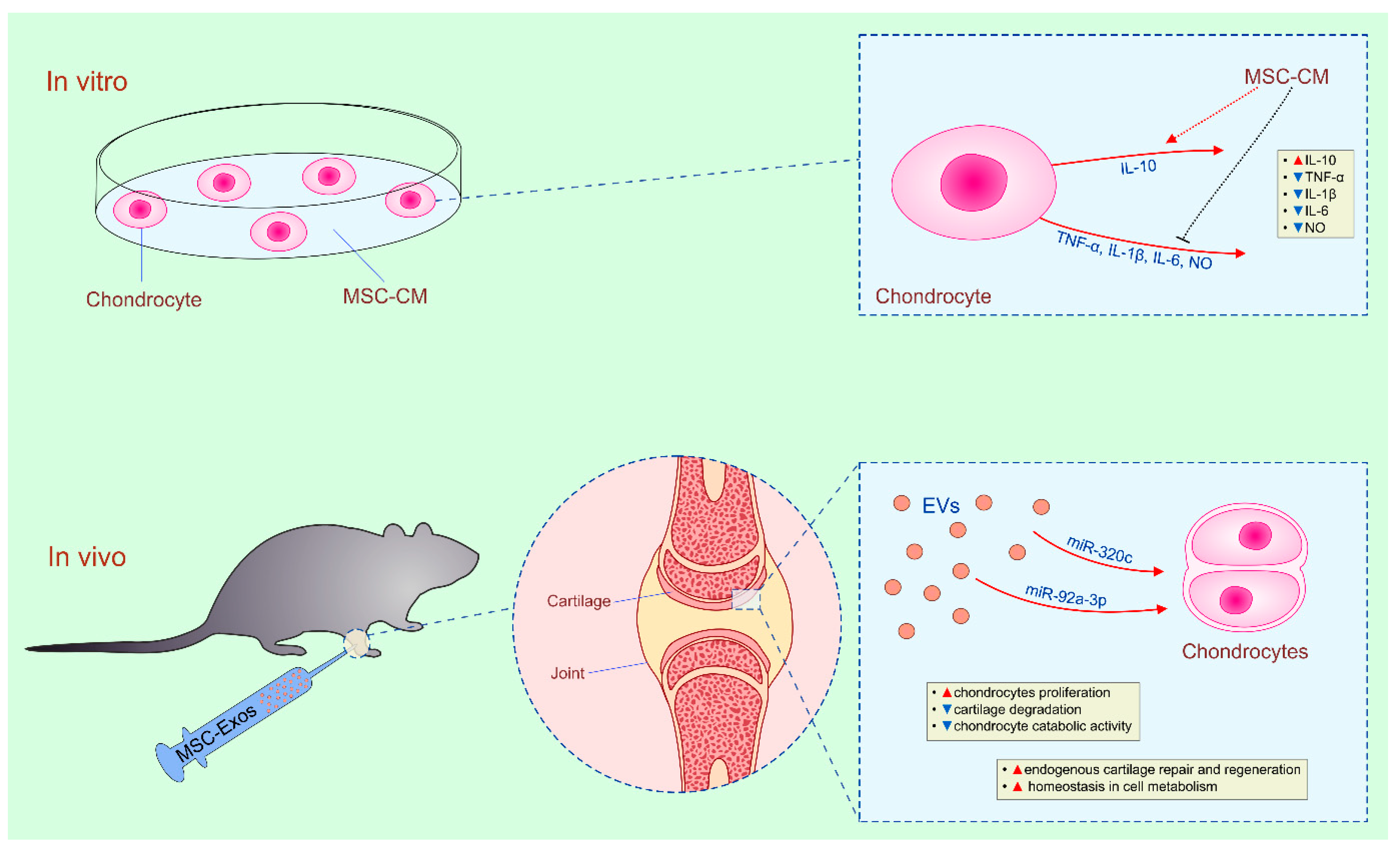 Cells 08 00467 g002