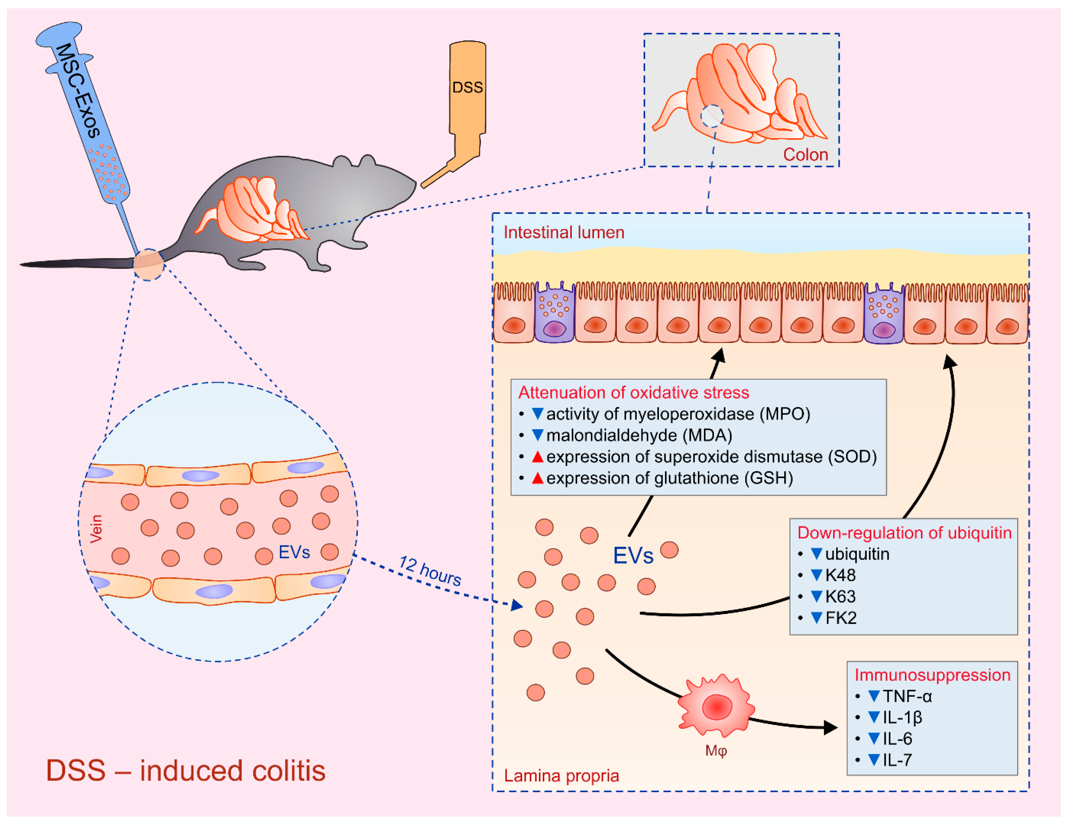 Cells 08 00467 g003