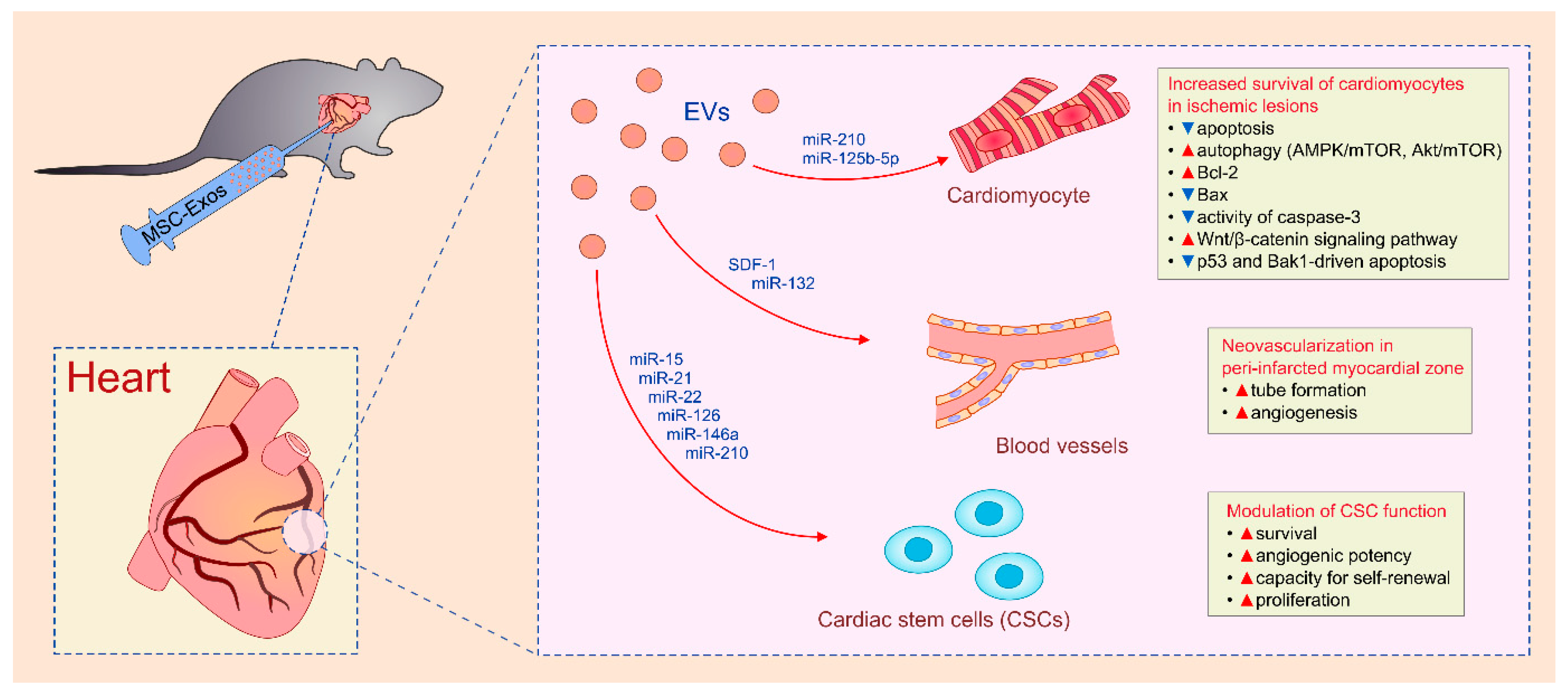 Cells 08 00467 g004