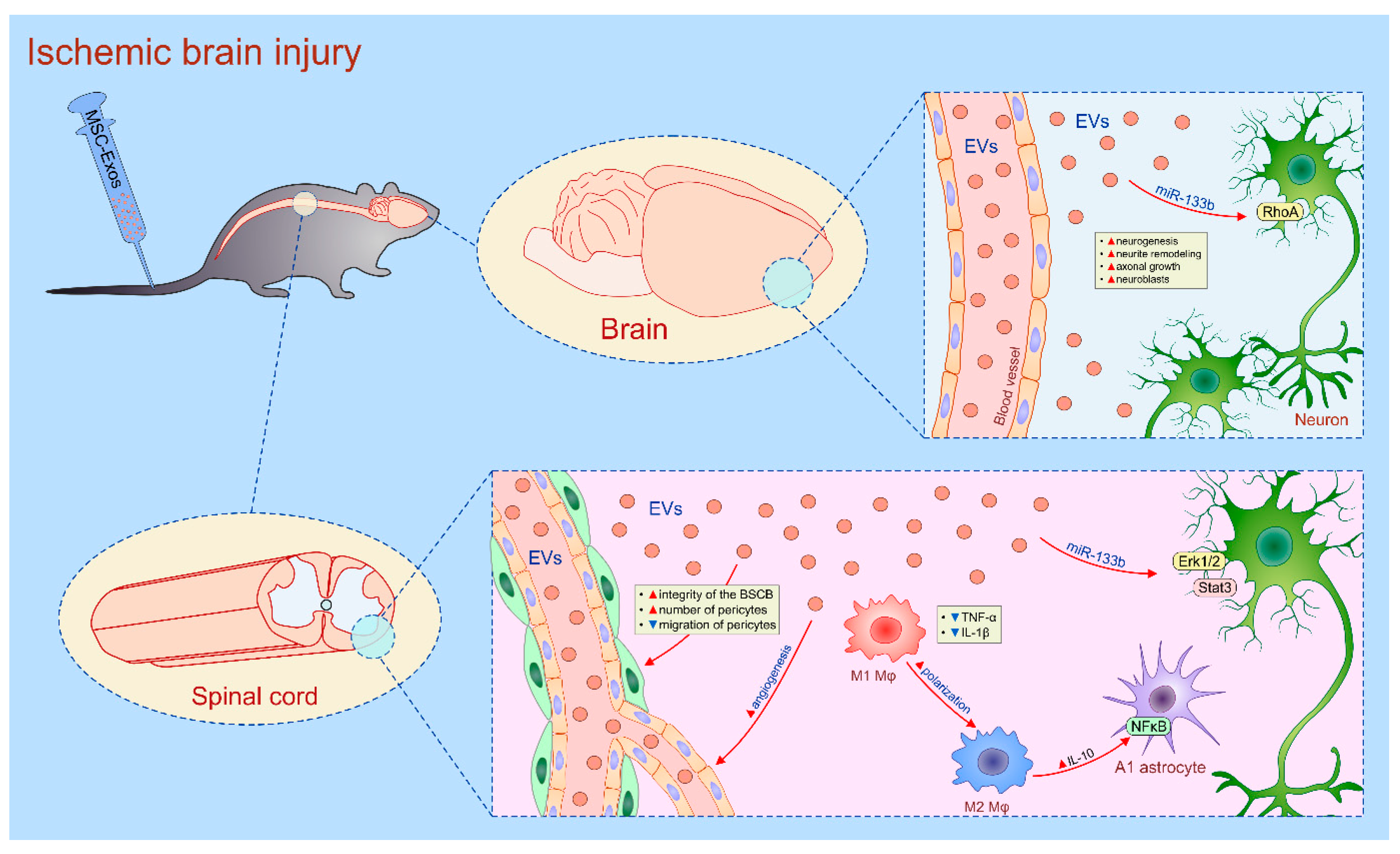Cells 08 00467 g006