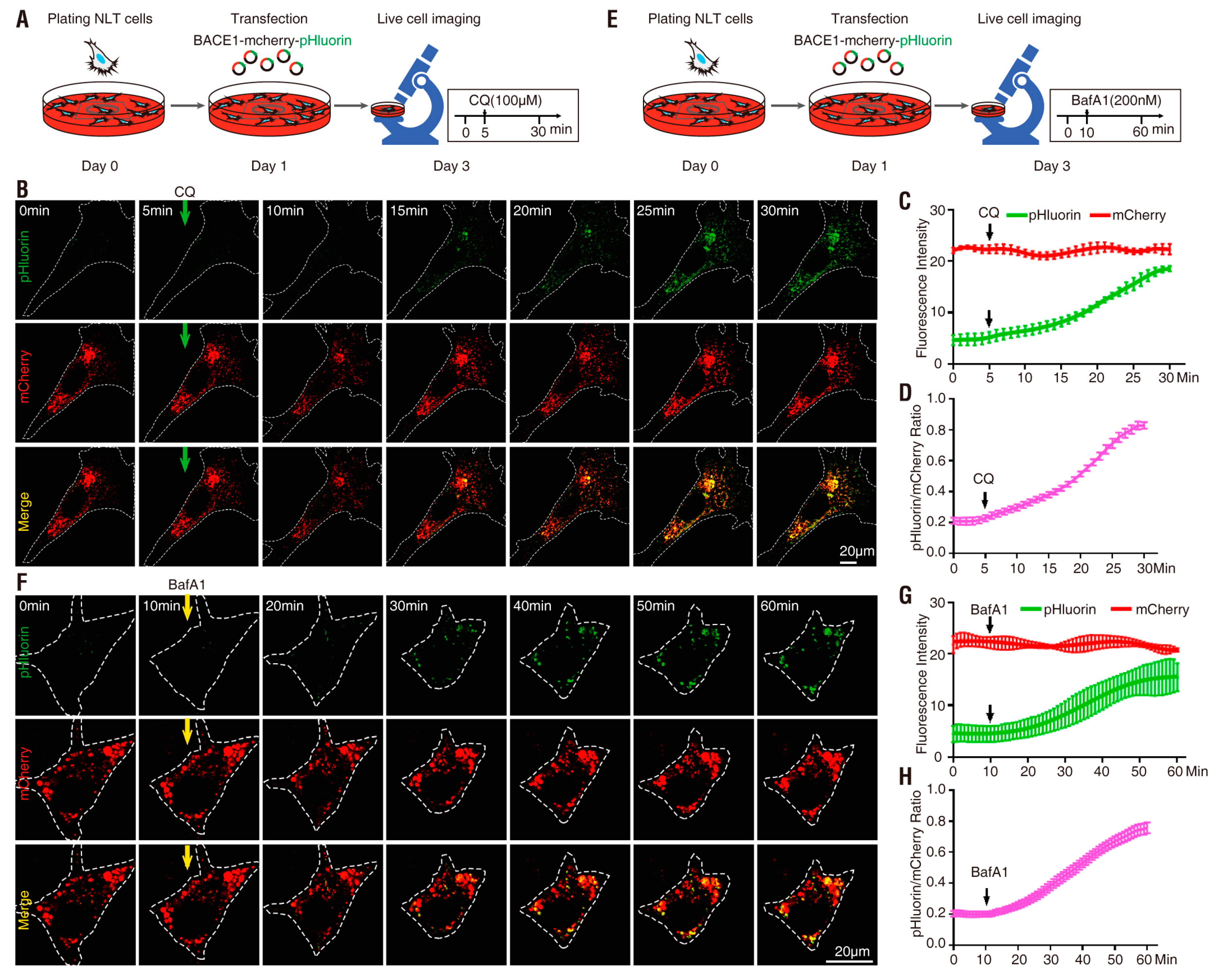Cells 08 00474 g002 Cells 08 00474 g002