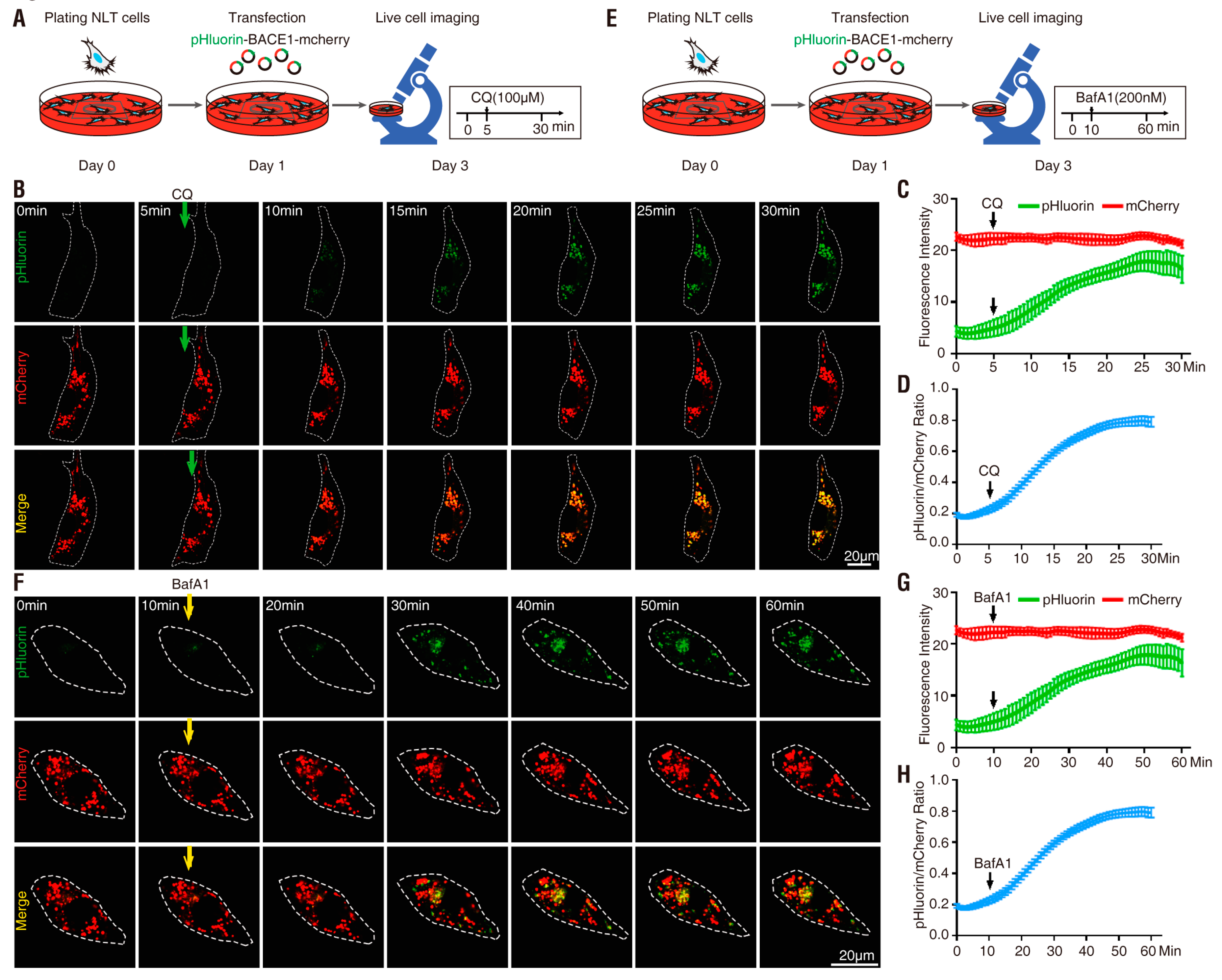 Cells 08 00474 g003 Cells 08 00474 g003