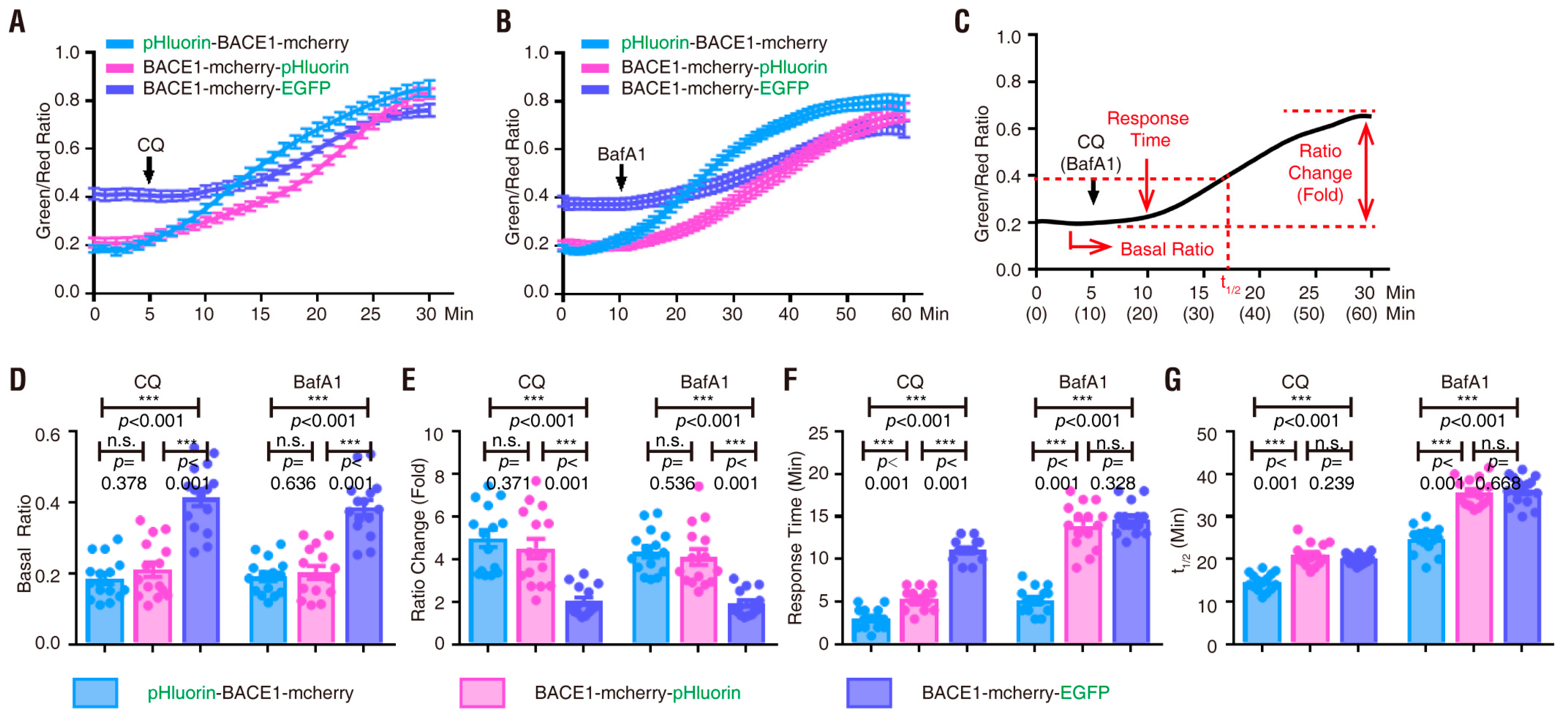 Cells 08 00474 g004 Cells 08 00474 g004