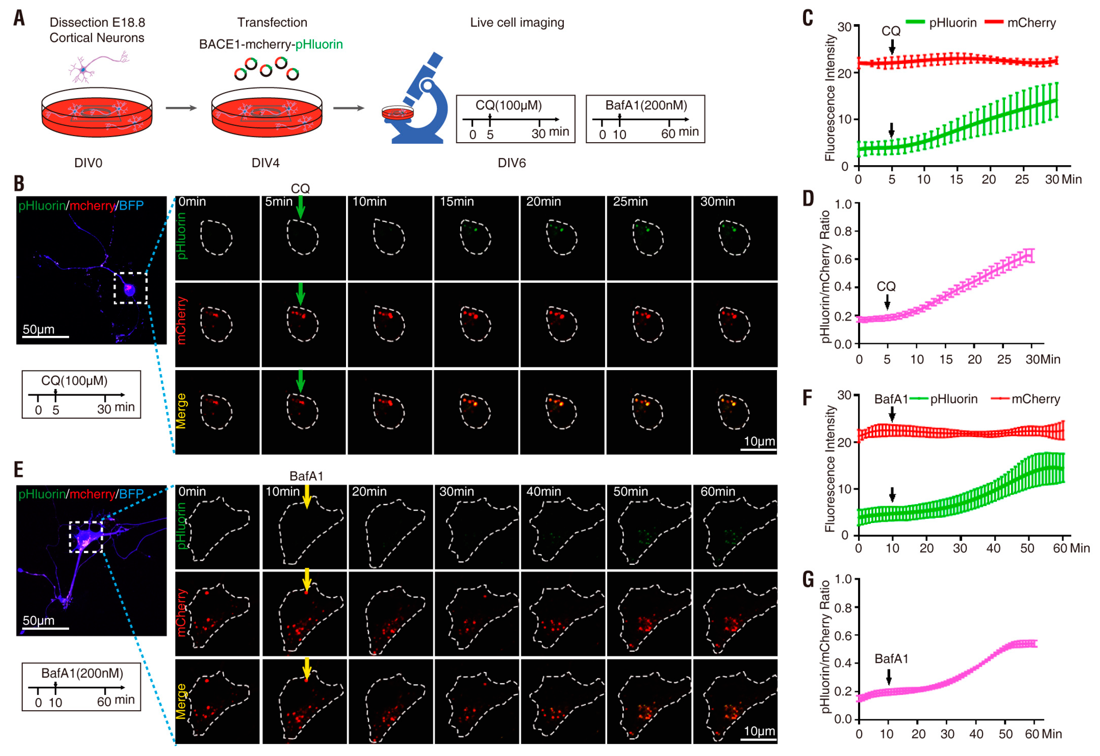 Cells 08 00474 g005 Cells 08 00474 g005