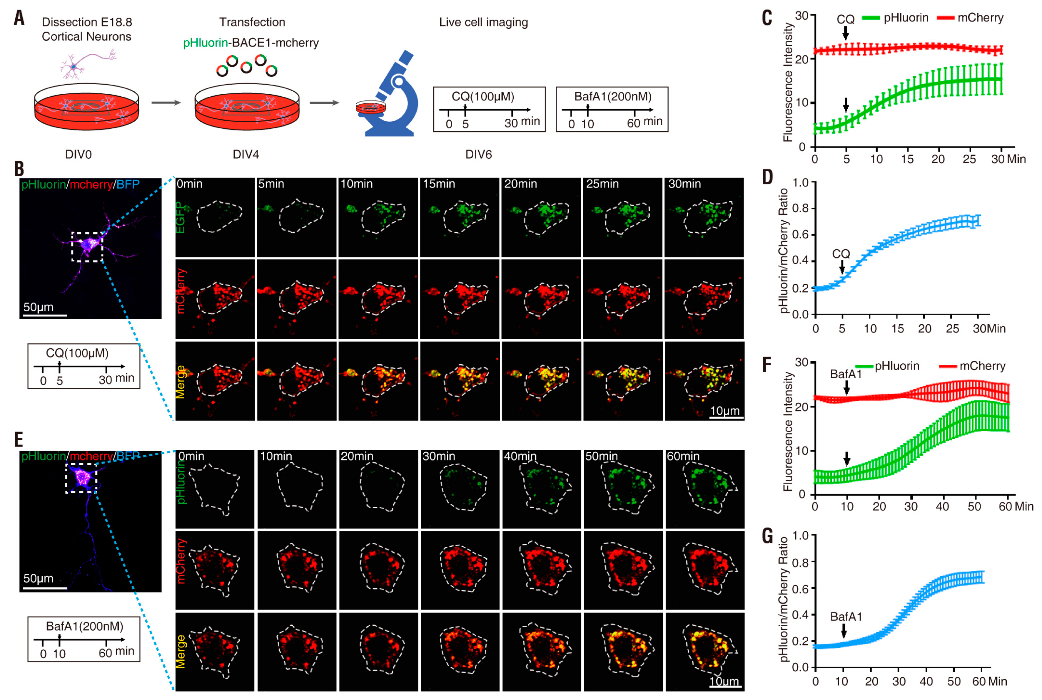 Cells 08 00474 g006 Cells 08 00474 g006
