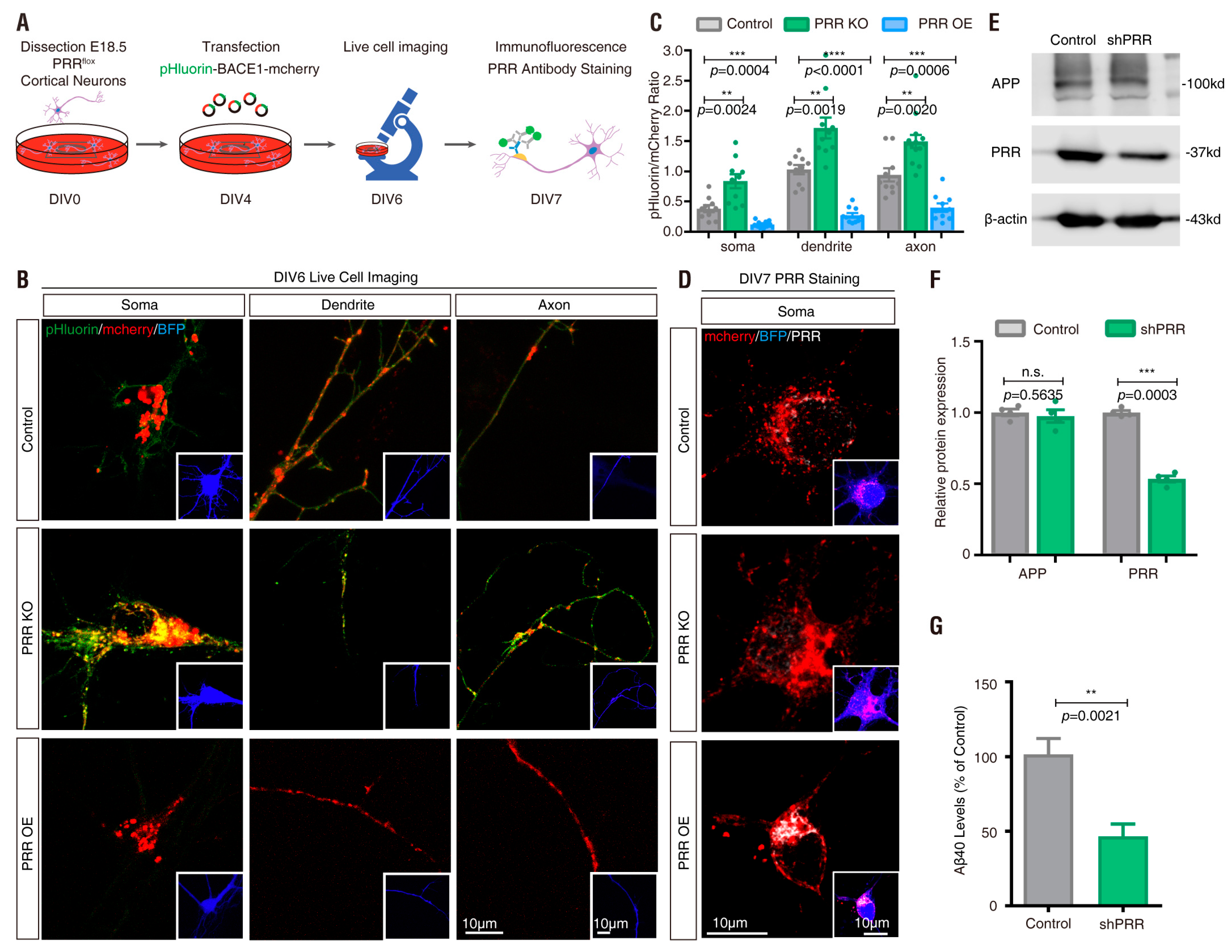 Cells 08 00474 g008 Cells 08 00474 g008