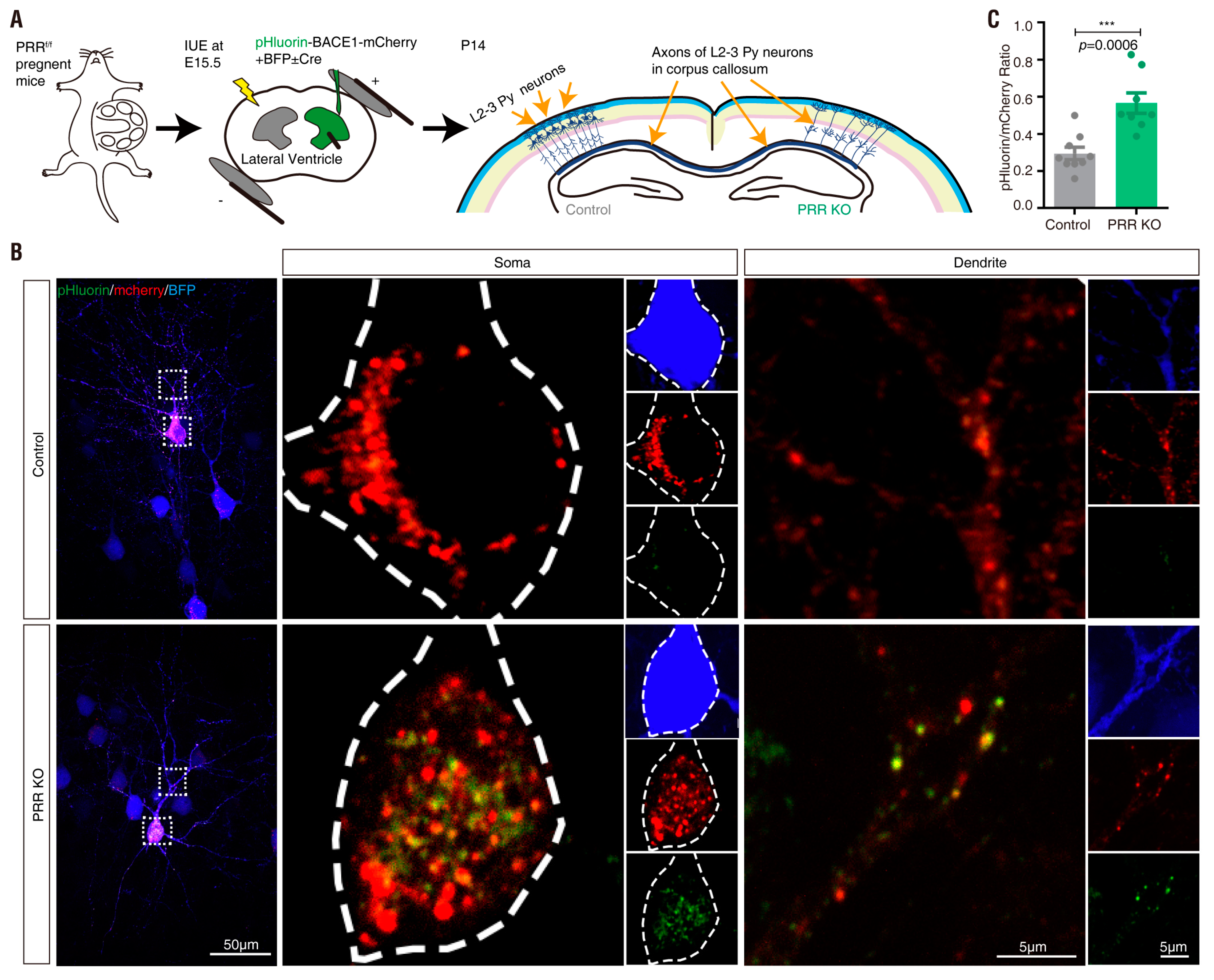 Cells 08 00474 g009 Cells 08 00474 g009