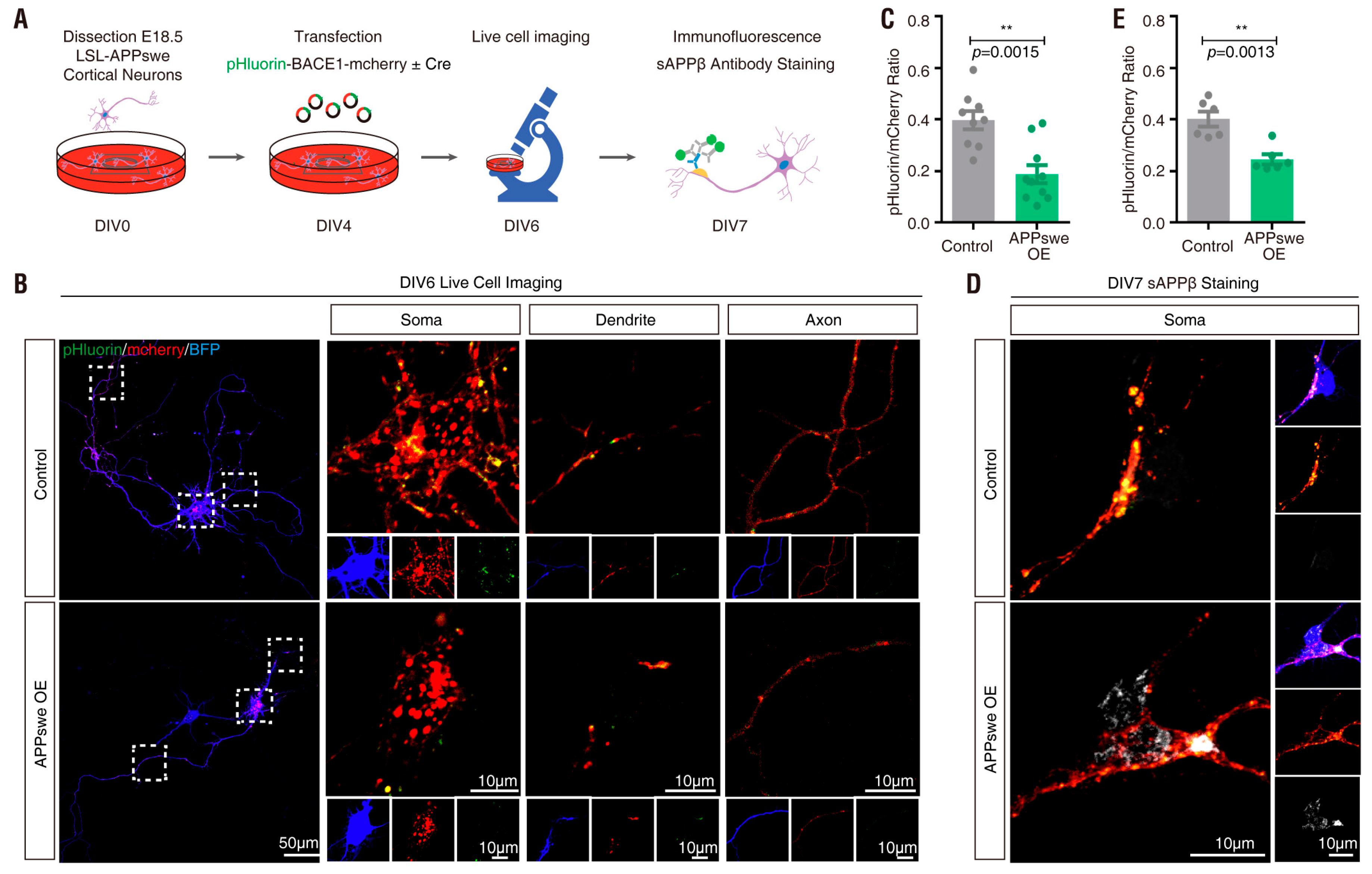 Cells 08 00474 g010 Cells 08 00474 g010
