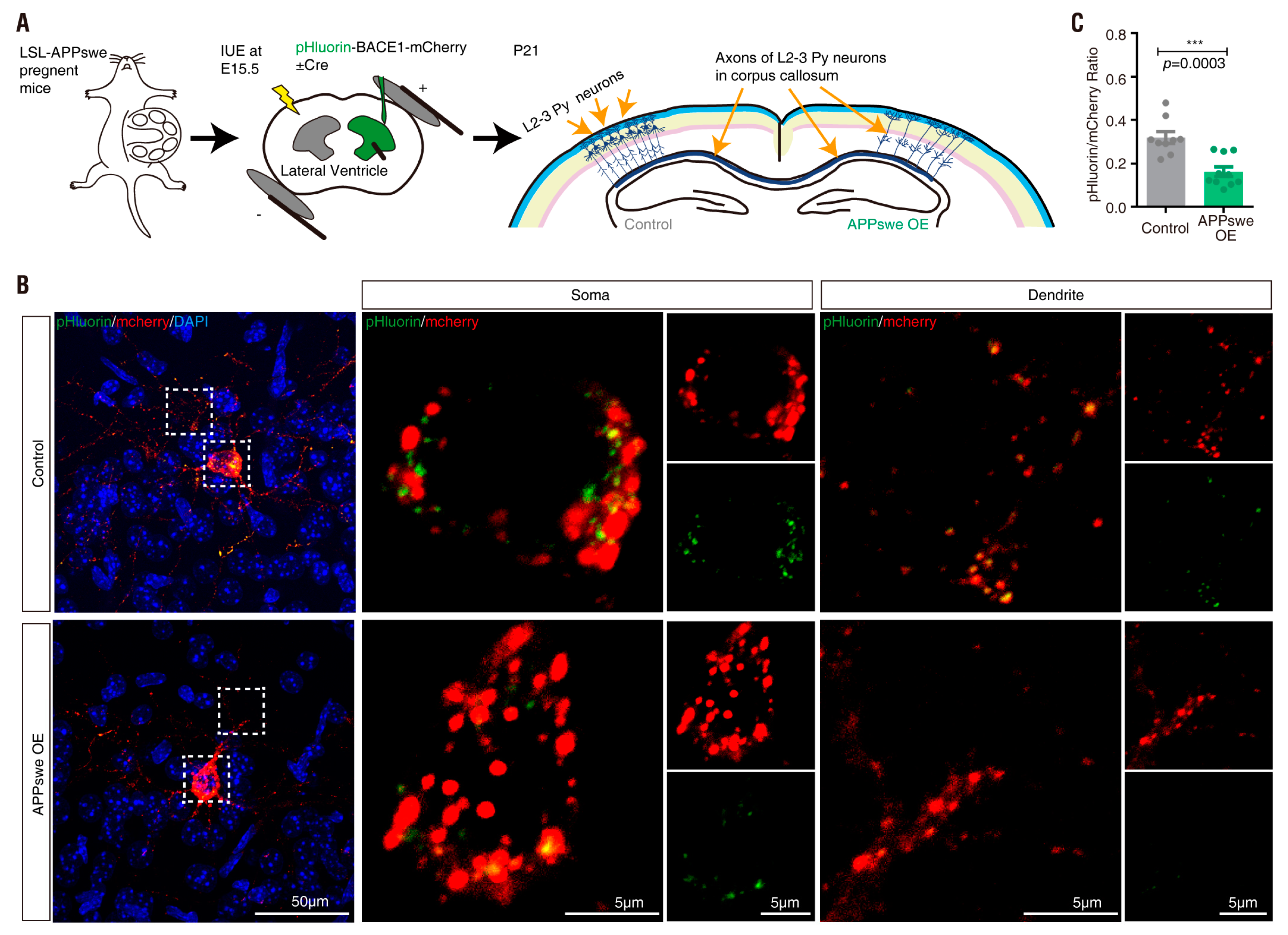 Cells 08 00474 g011 Cells 08 00474 g011