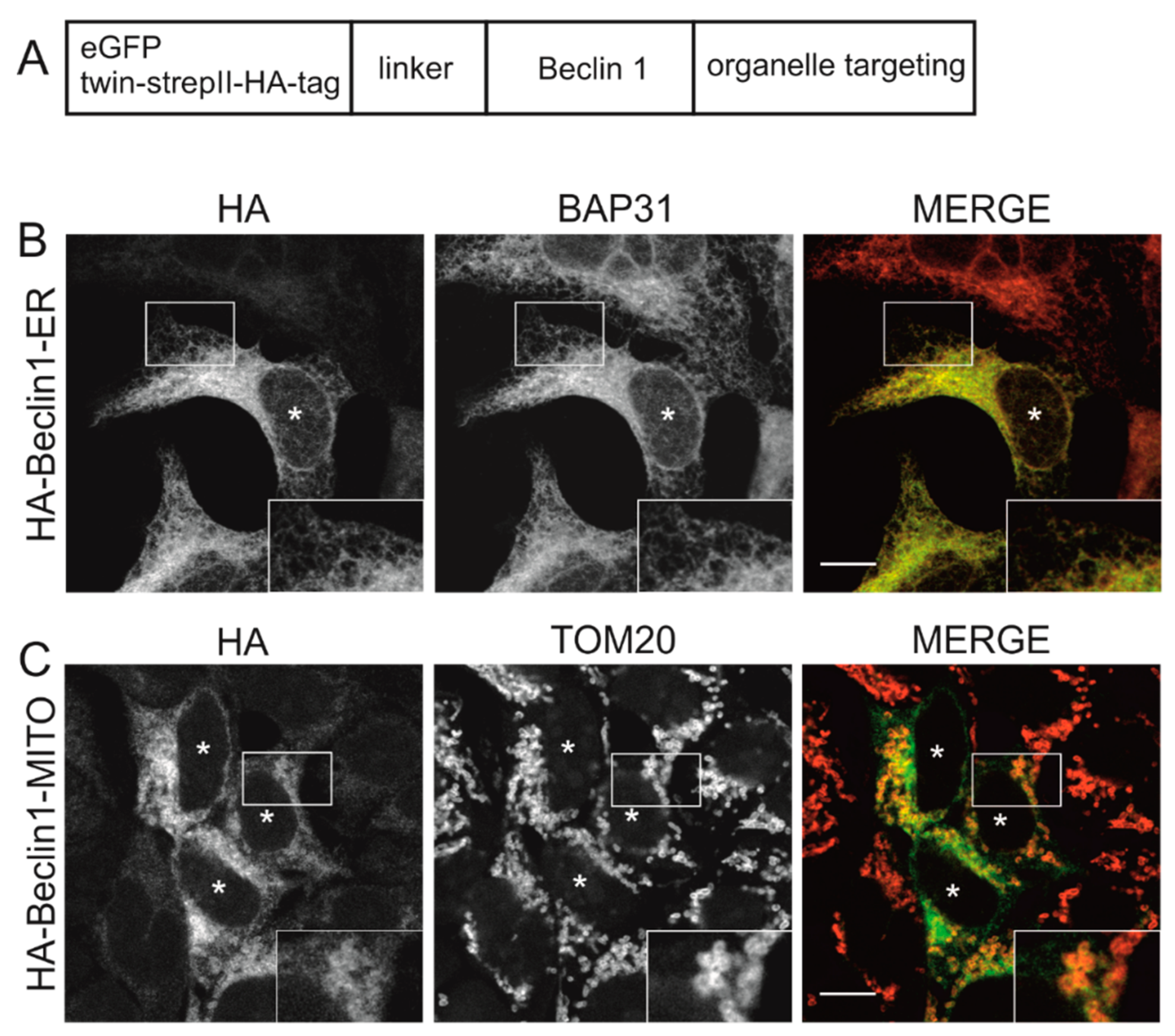 Cells 08 00475 g001 550