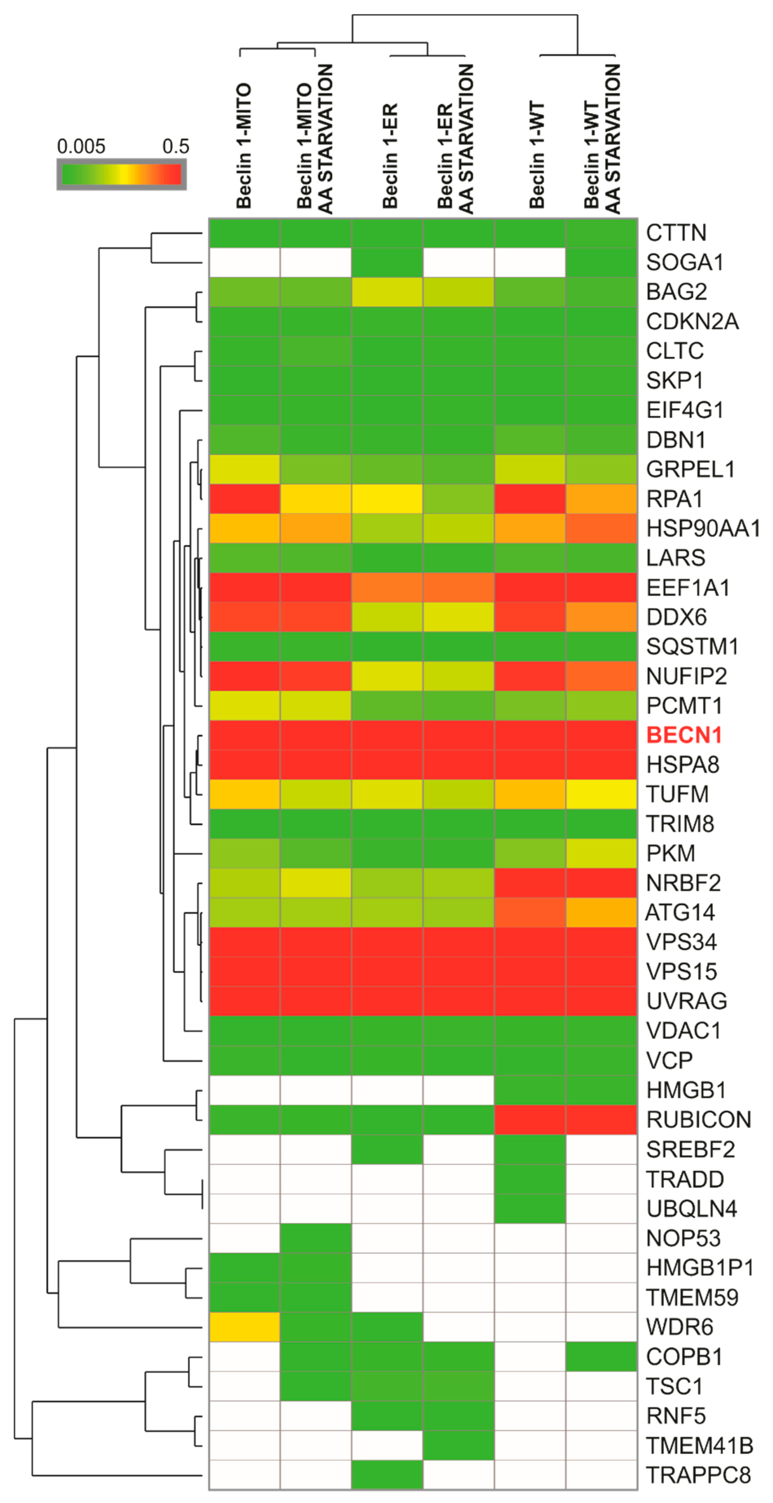 Cells 08 00475 g004 550