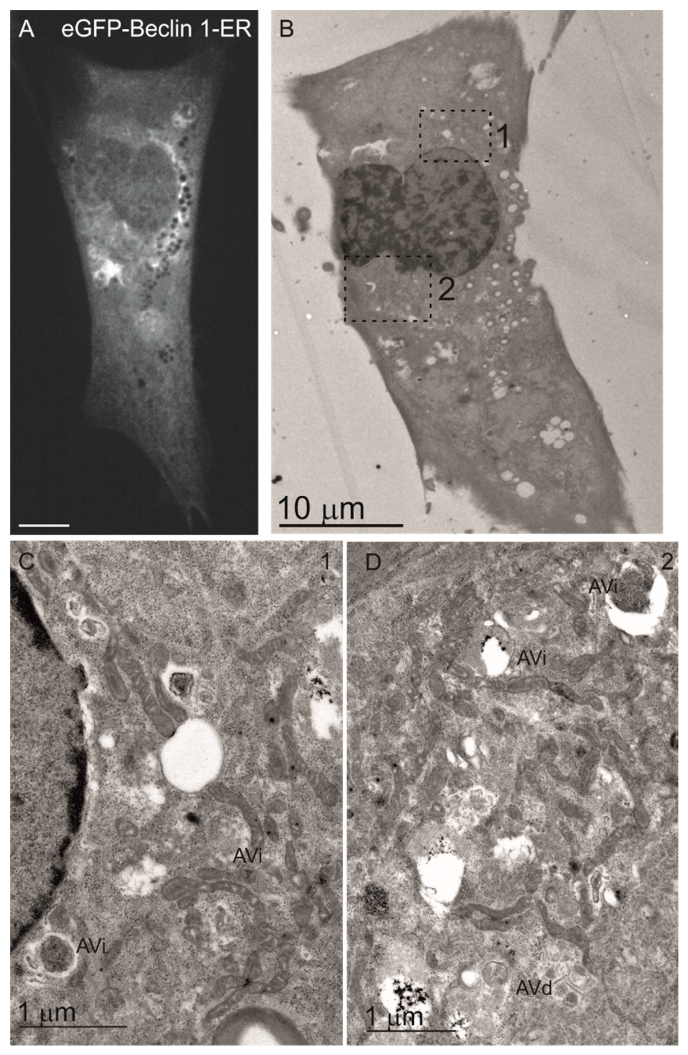 Cells 08 00475 g008 550